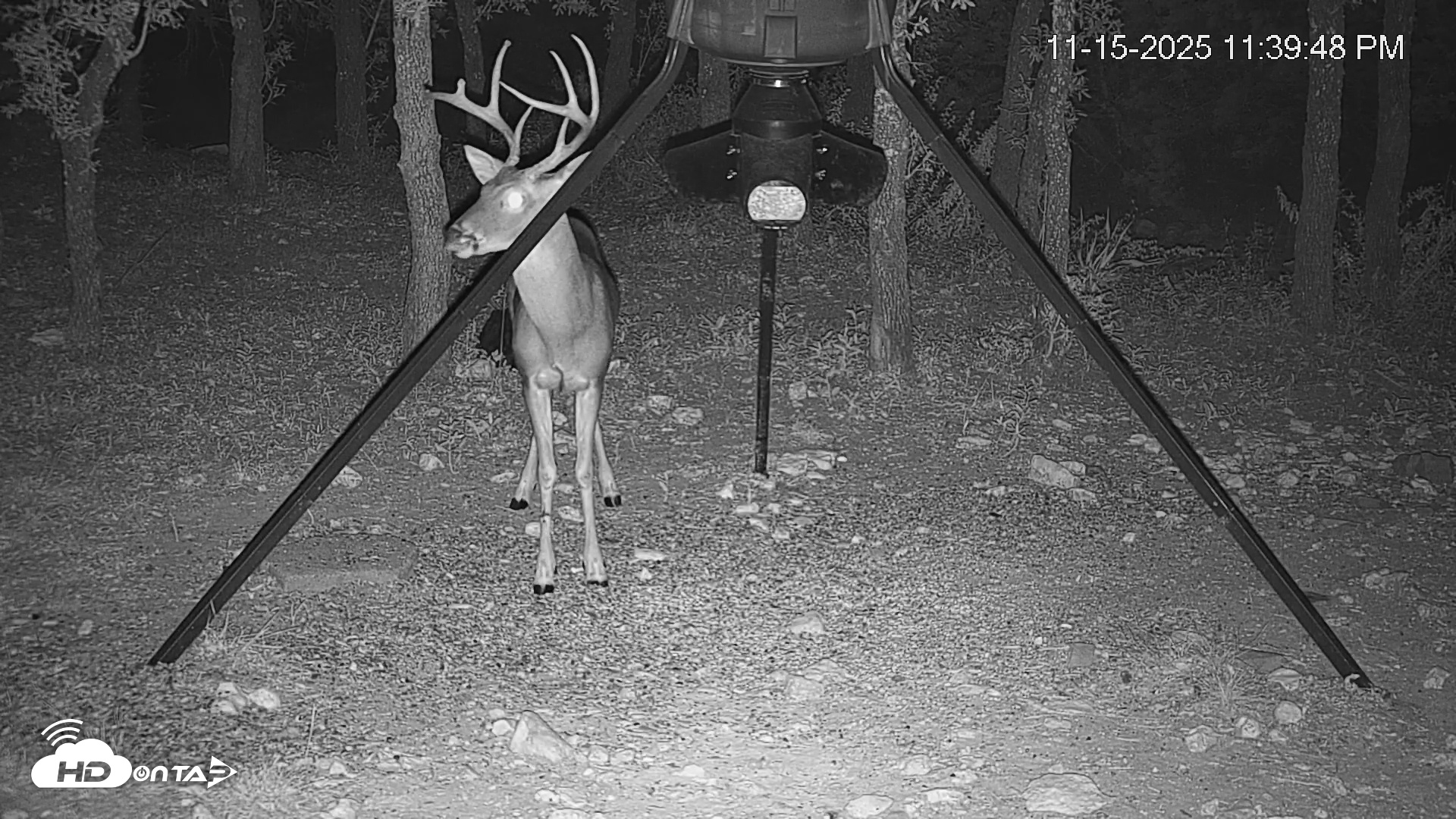 Snapshot of Texas Deer Feeder Live Webcam taken Nov 15, 2025, 11:40pm CST