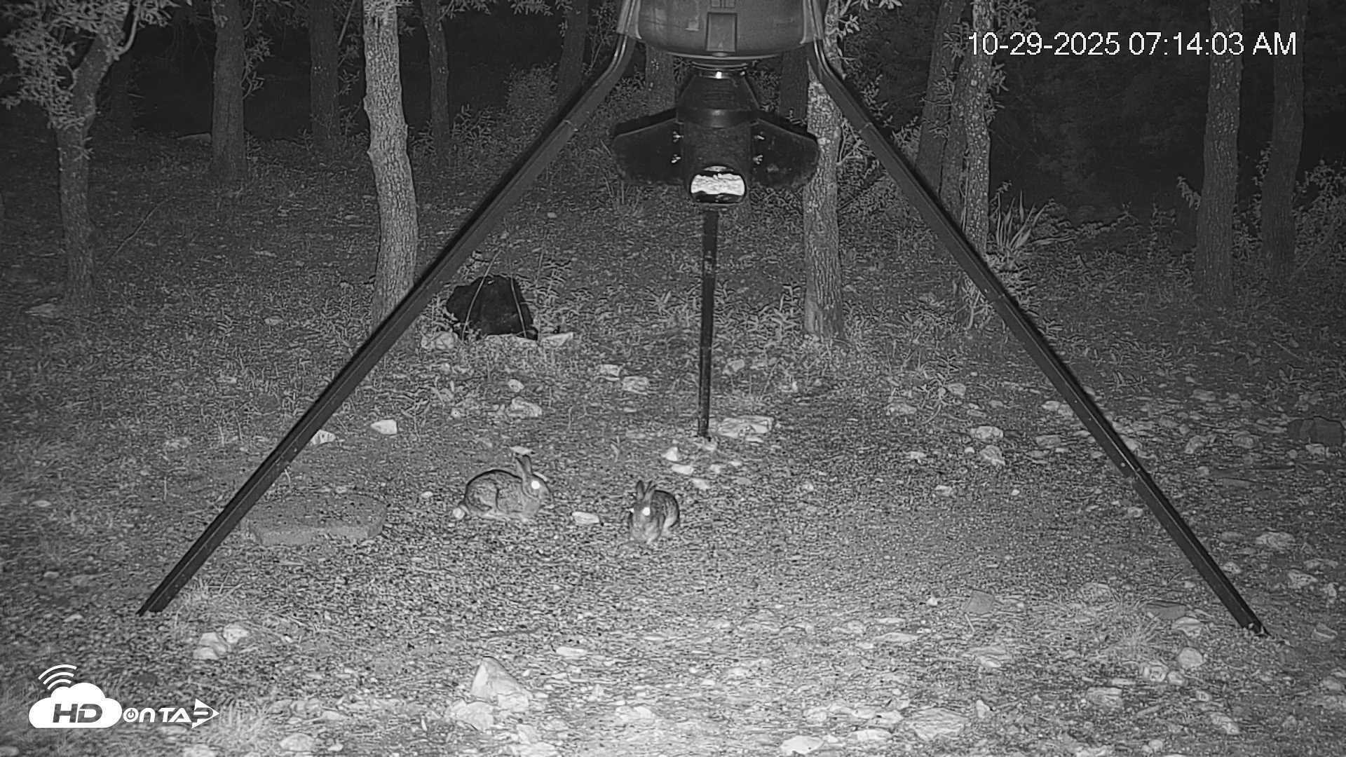 Snapshot of Texas Deer Feeder Live Webcam taken Oct 29, 2025, 7:14am CDT