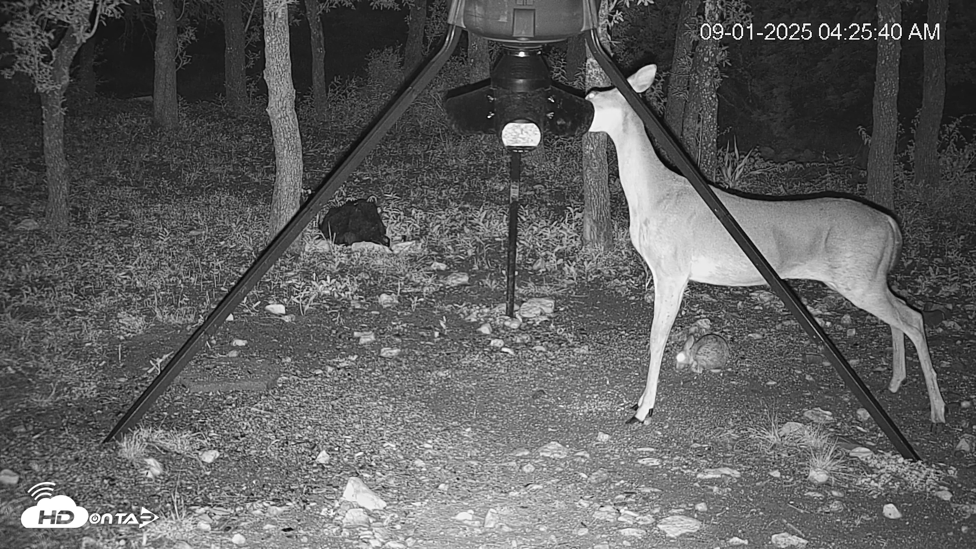 Snapshot of Texas Deer Feeder Live Webcam taken Sep 1, 2025, 4:26am CDT