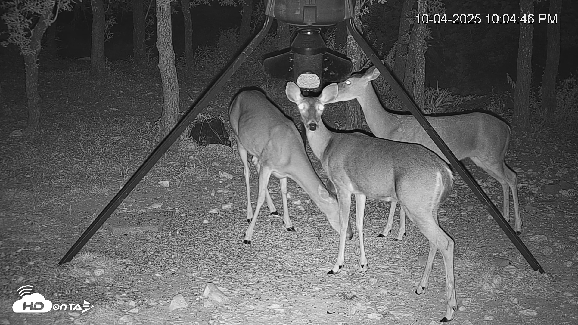 Snapshot of Texas Deer Feeder Live Webcam taken Oct 4, 2025, 10:05pm CDT