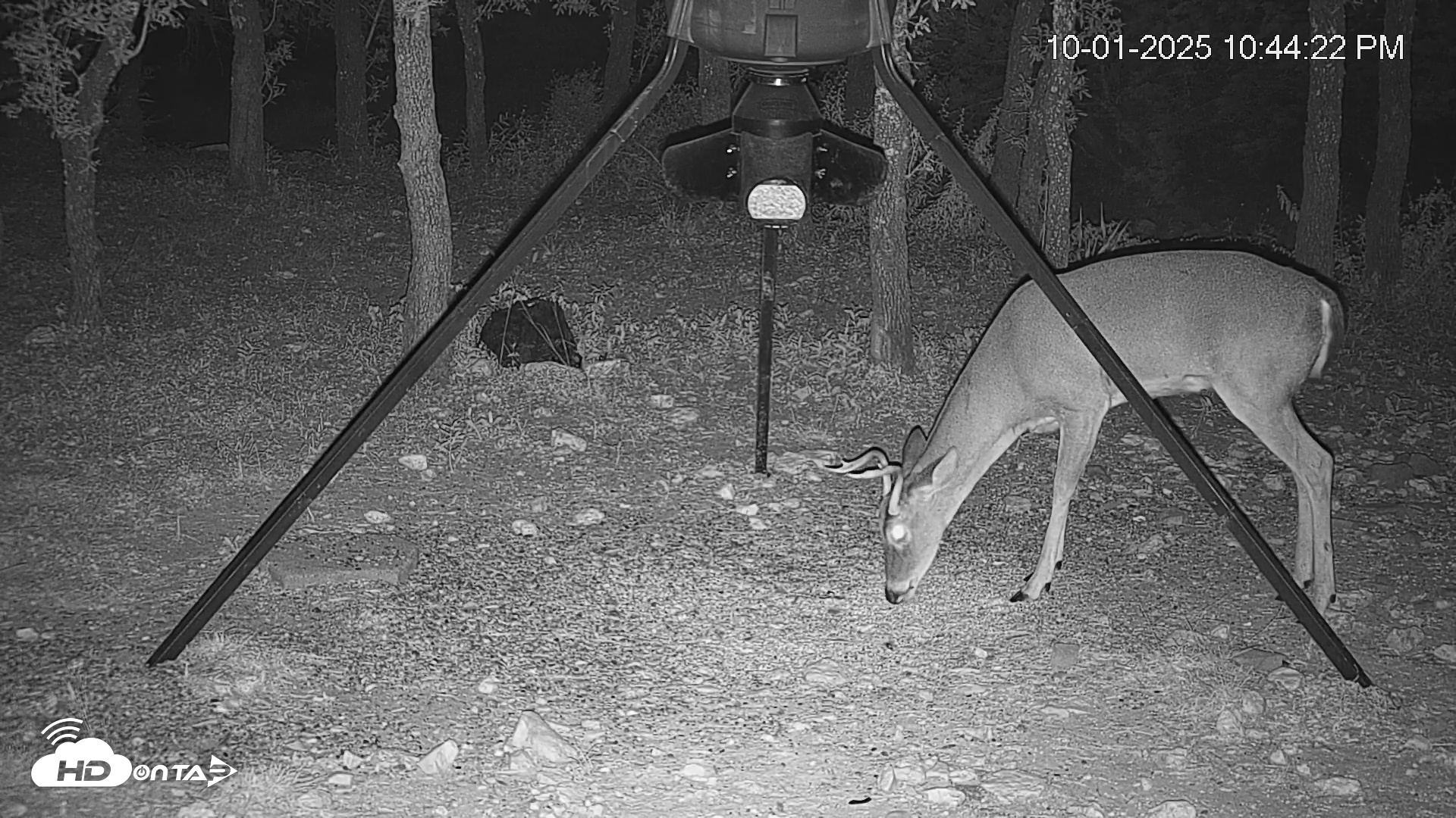 Snapshot of Texas Deer Feeder Live Webcam taken Oct 1, 2025, 10:44pm CDT