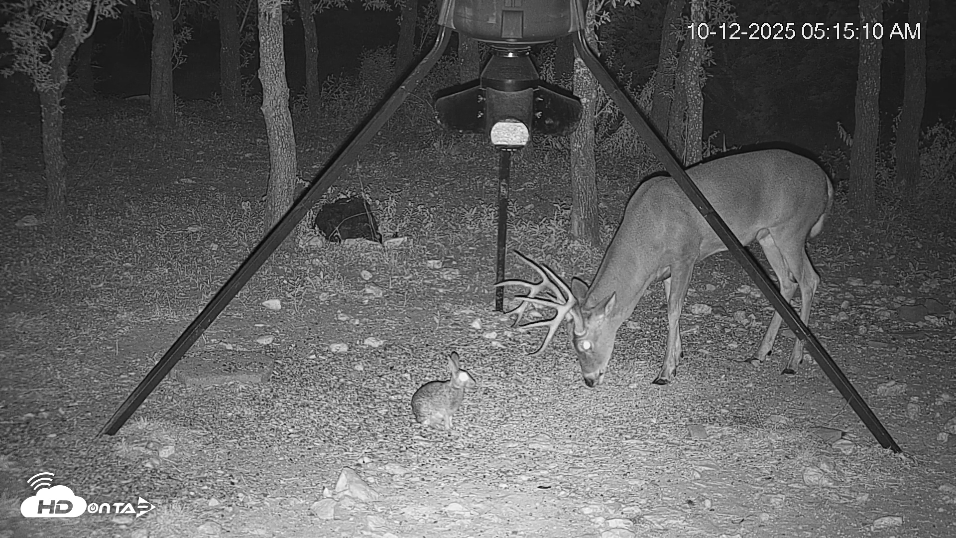 Snapshot of Texas Deer Feeder Live Webcam taken Oct 12, 2025, 5:15am CDT
