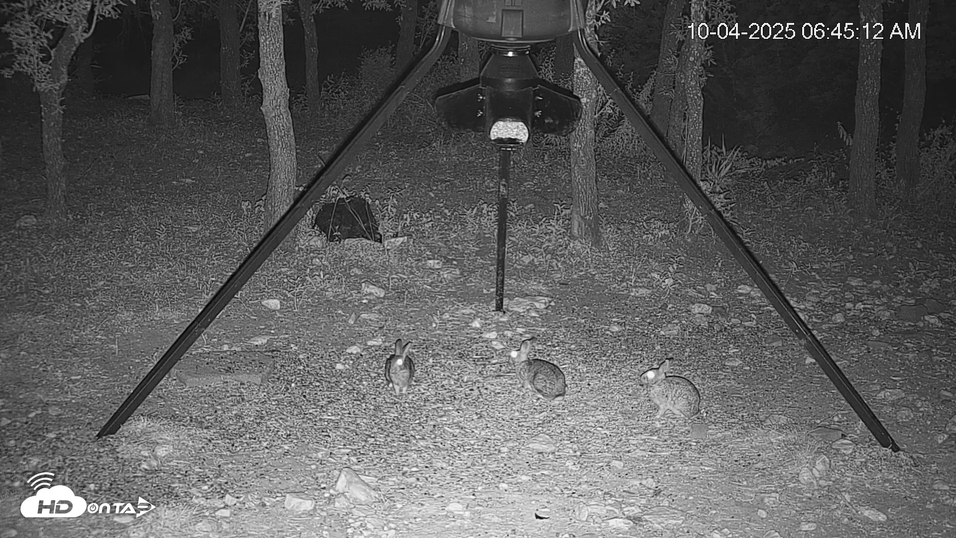 Snapshot of Texas Deer Feeder Live Webcam taken Oct 4, 2025, 6:45am CDT