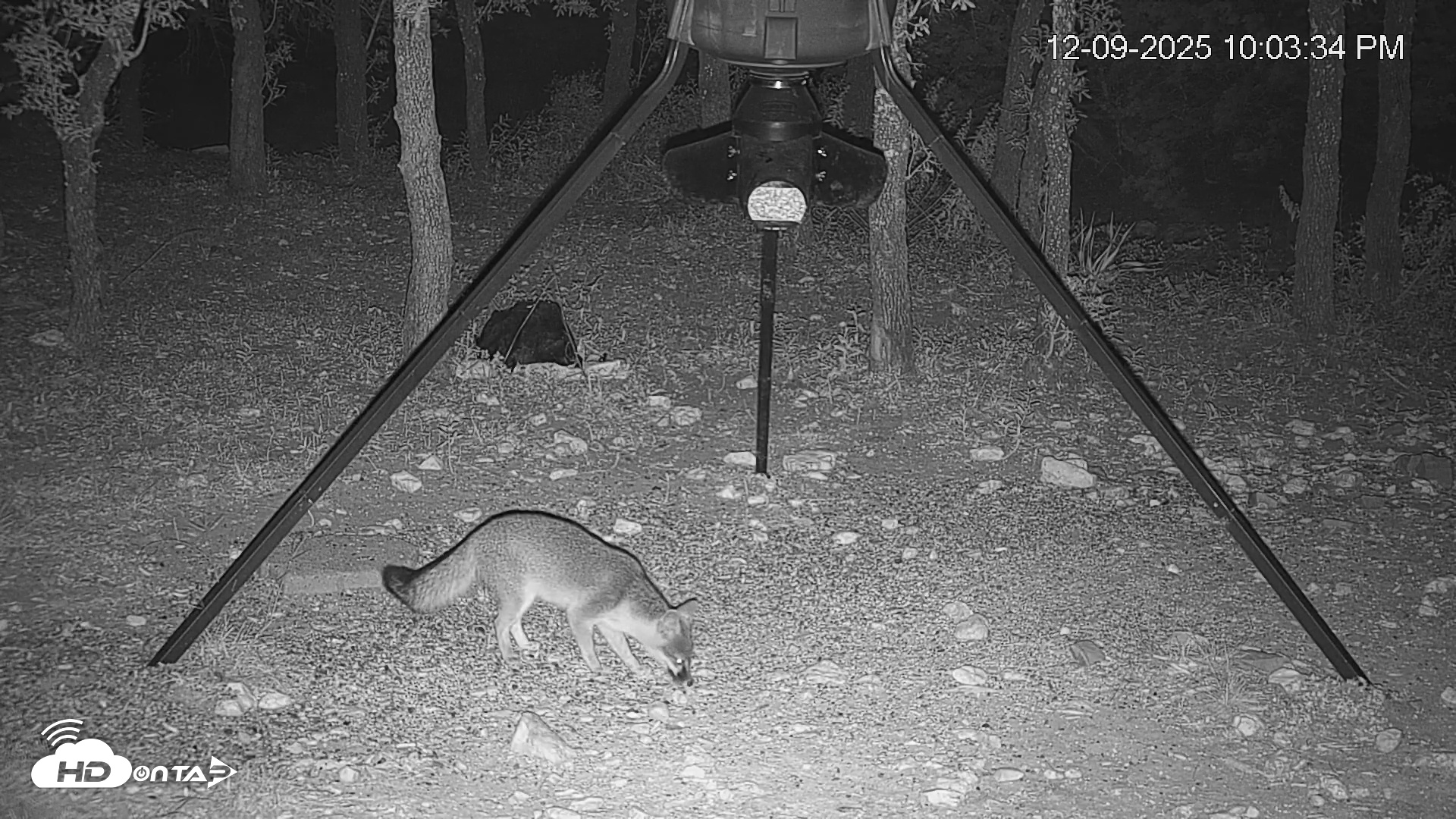 Snapshot of Texas Deer Feeder Live Webcam taken Dec 9, 2025, 10:04pm CST