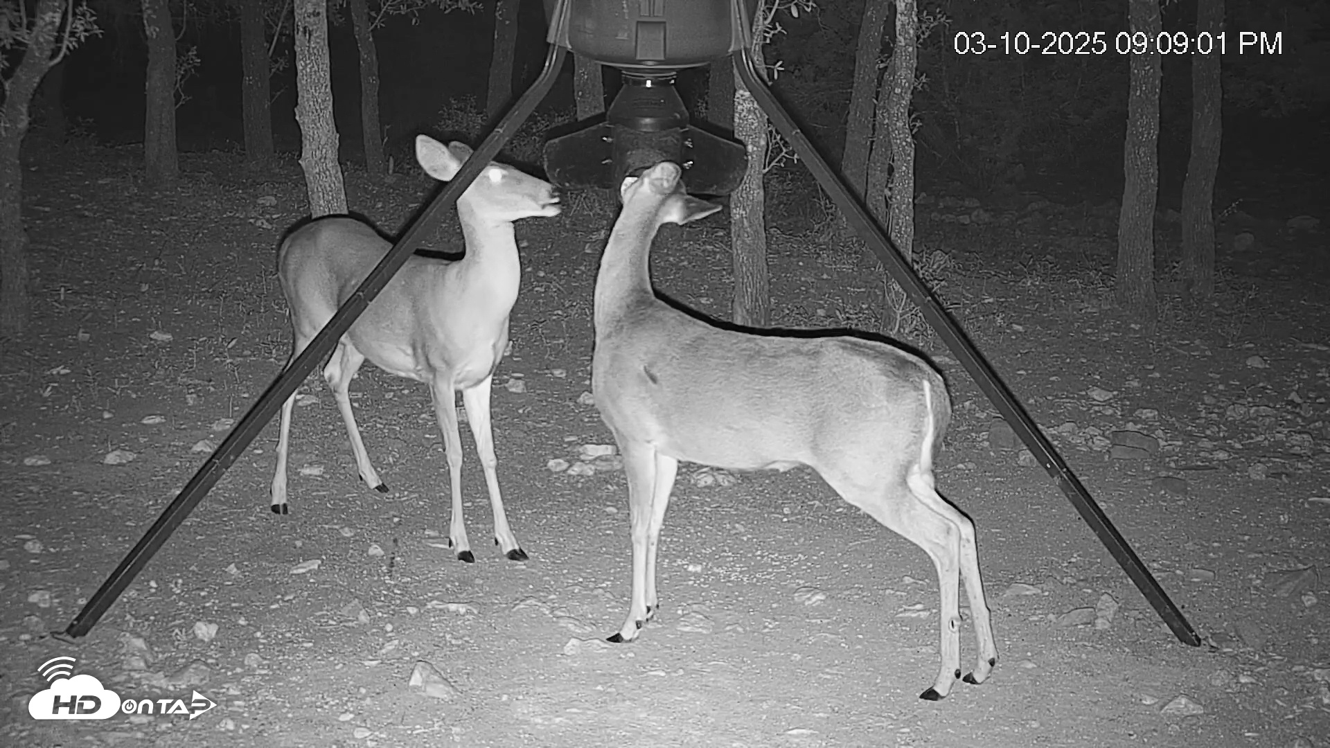 Snapshot of Texas Deer Feeder Live Webcam taken Mar 10, 2025, 9:09pm CDT