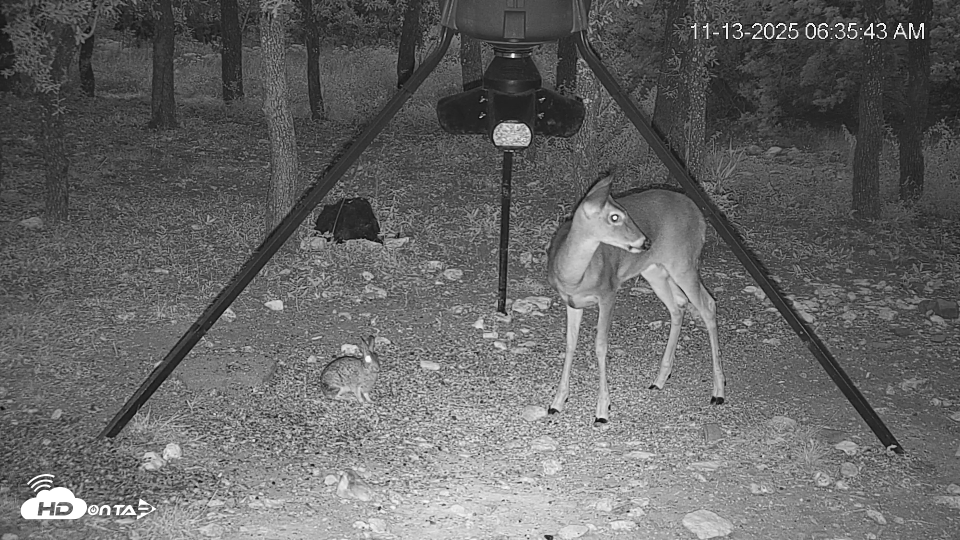 Snapshot of Texas Deer Feeder Live Webcam taken Nov 13, 2025, 6:36am CST