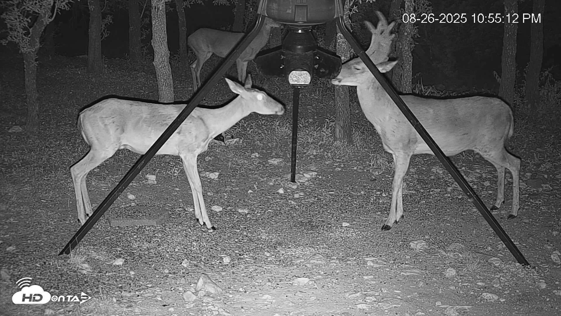 Snapshot of Texas Deer Feeder Live Webcam taken Aug 26, 2025, 11:32pm CDT