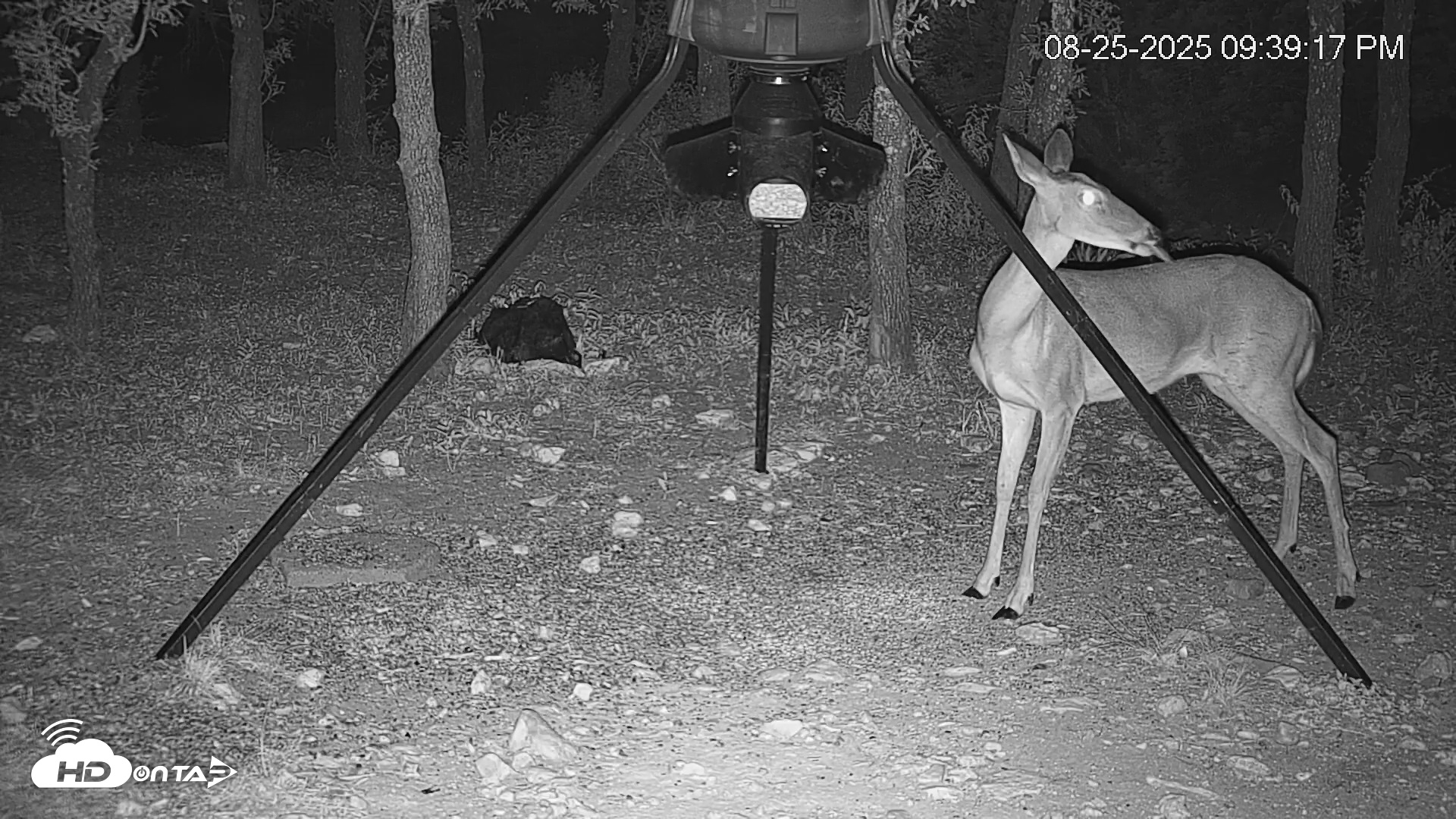 Snapshot of Texas Deer Feeder Live Webcam taken Aug 25, 2025, 9:41pm CDT
