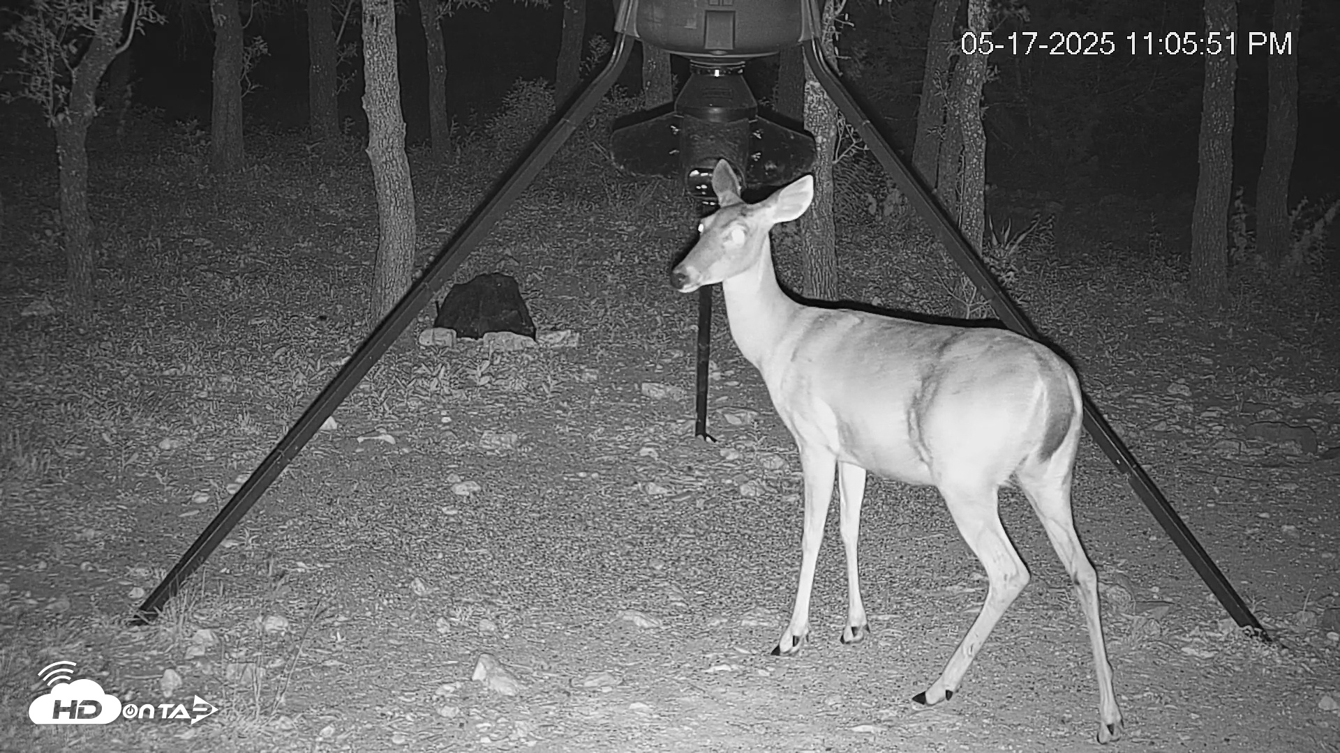 Snapshot of Texas Deer Feeder Live Webcam taken May 17, 2025, 11:06pm CDT