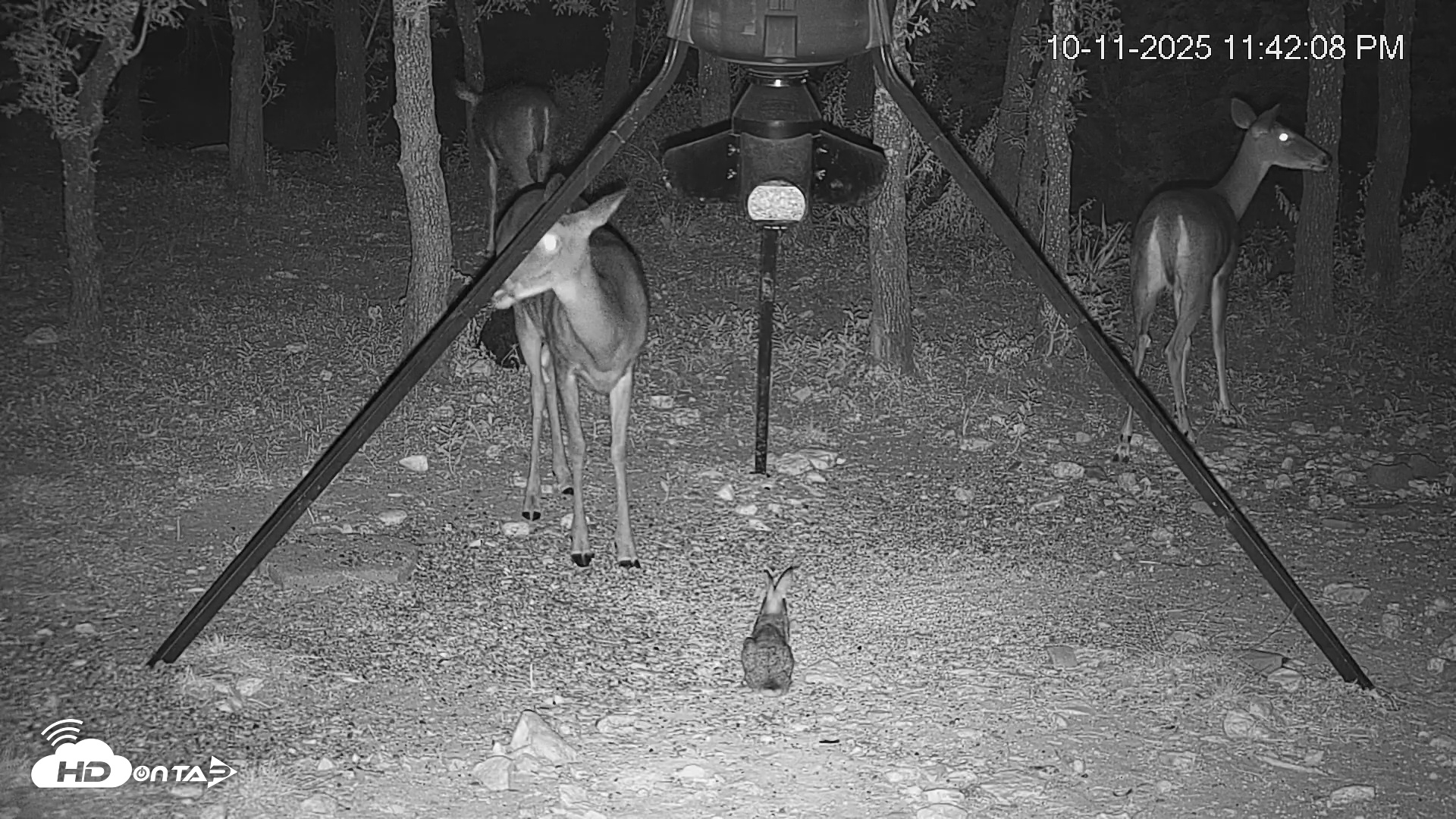 Snapshot of Texas Deer Feeder Live Webcam taken Oct 11, 2025, 11:42pm CDT