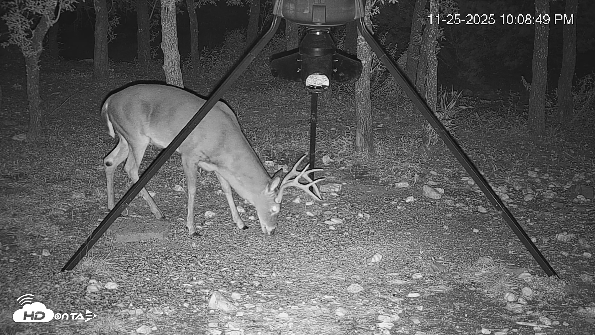 Snapshot of Texas Deer Feeder Live Webcam taken Nov 25, 2025, 10:09pm CST