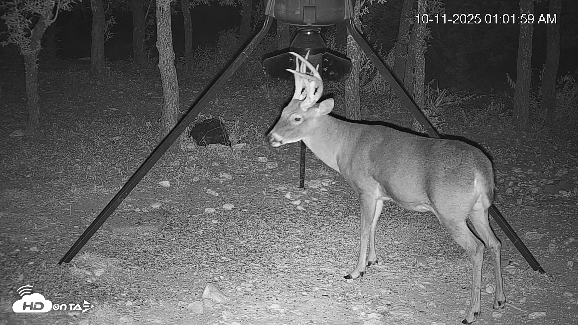 Snapshot of Texas Deer Feeder Live Webcam taken Oct 11, 2025, 1:02am CDT