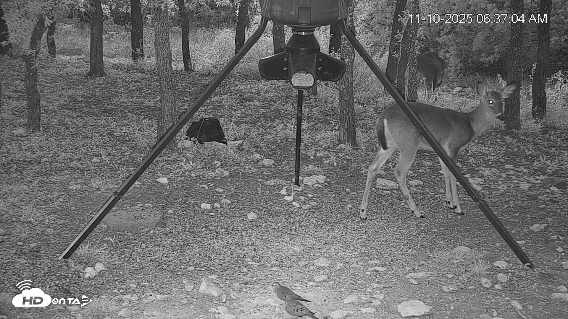 Snapshot of Texas Deer Feeder Live Webcam taken Nov 10, 2025, 6:38am CST
