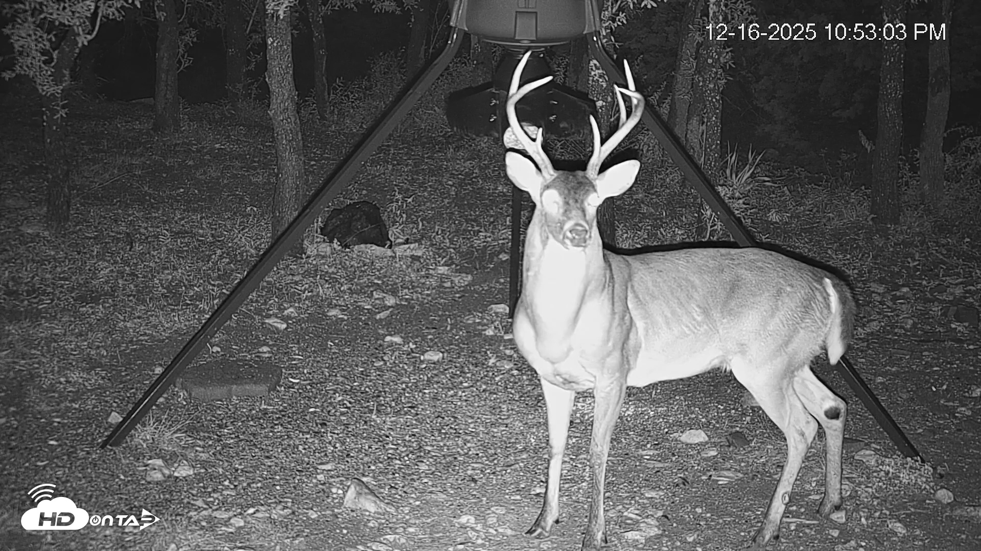 Snapshot of Texas Deer Feeder Live Webcam taken Dec 16, 2025, 10:53pm CST
