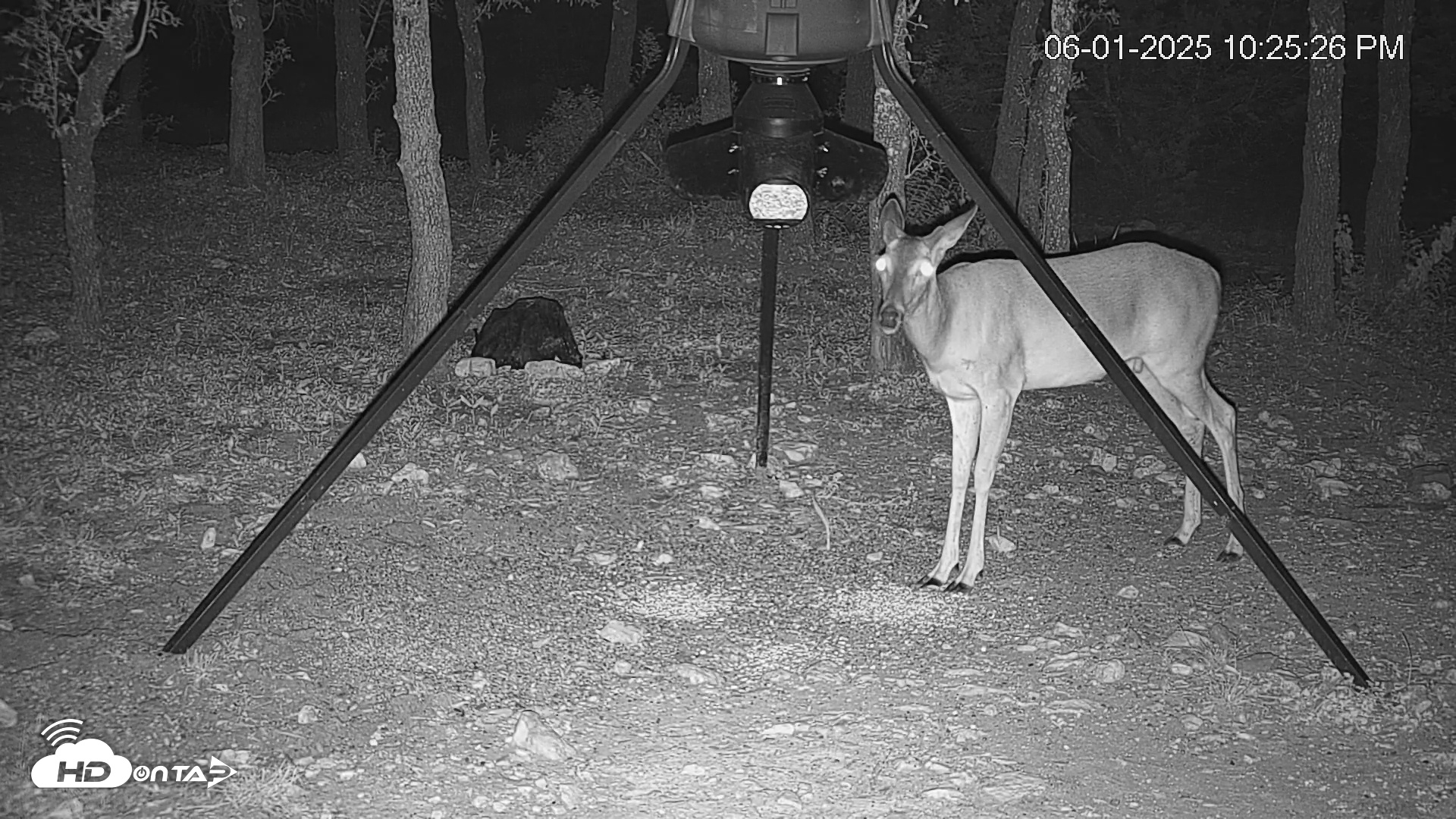 Snapshot of Texas Deer Feeder Live Webcam taken Jun 1, 2025, 10:26pm CDT