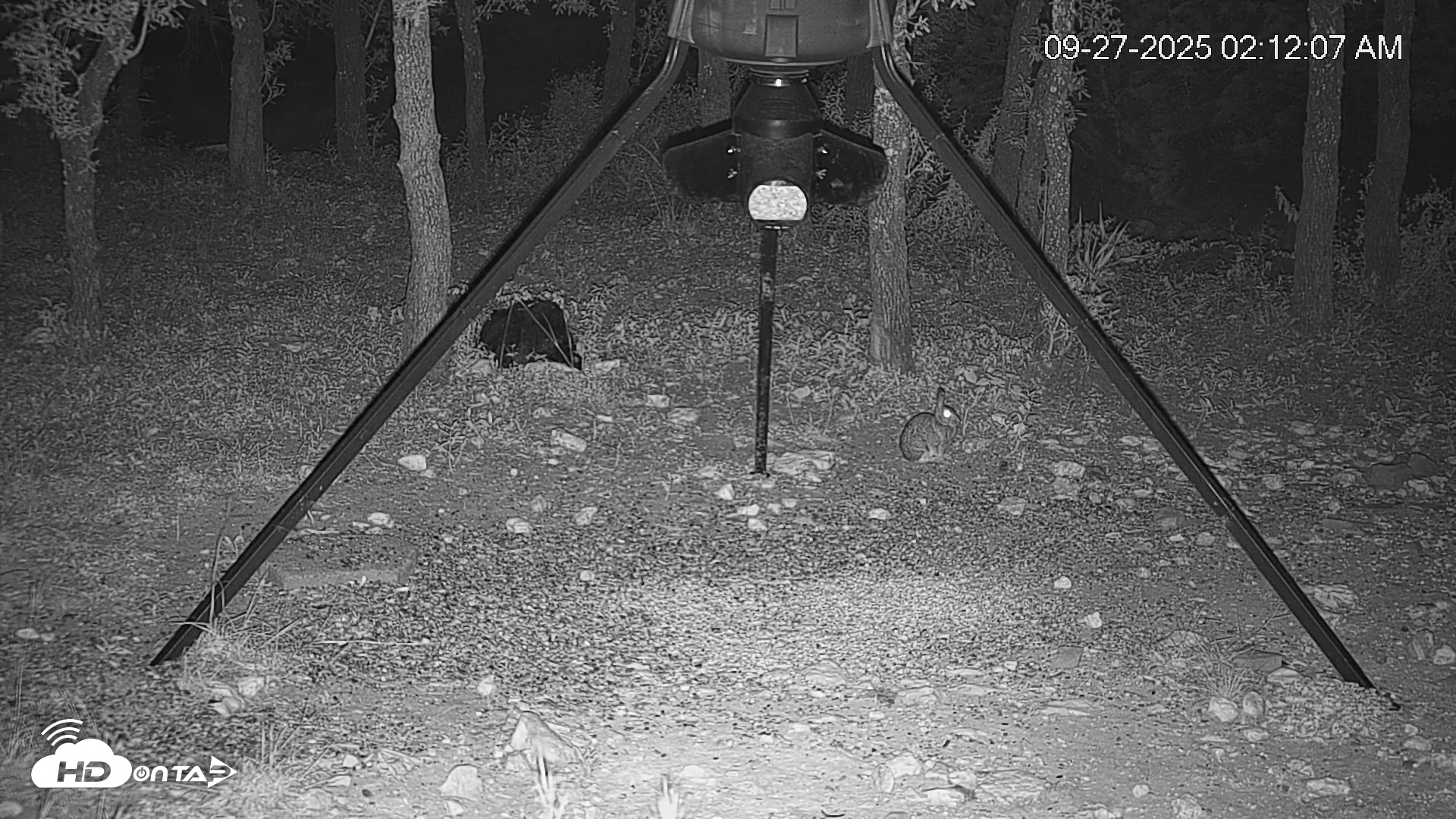 Snapshot of Texas Deer Feeder Live Webcam taken Sep 27, 2025, 2:12am CDT