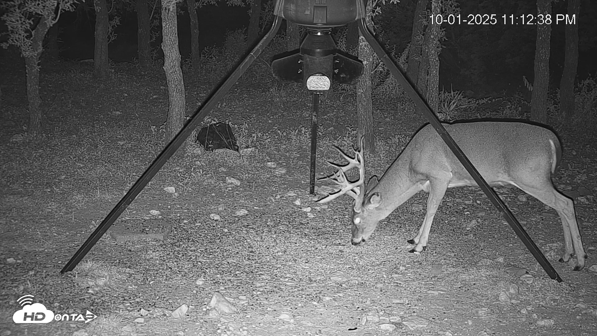 Snapshot of Texas Deer Feeder Live Webcam taken Oct 1, 2025, 11:13pm CDT