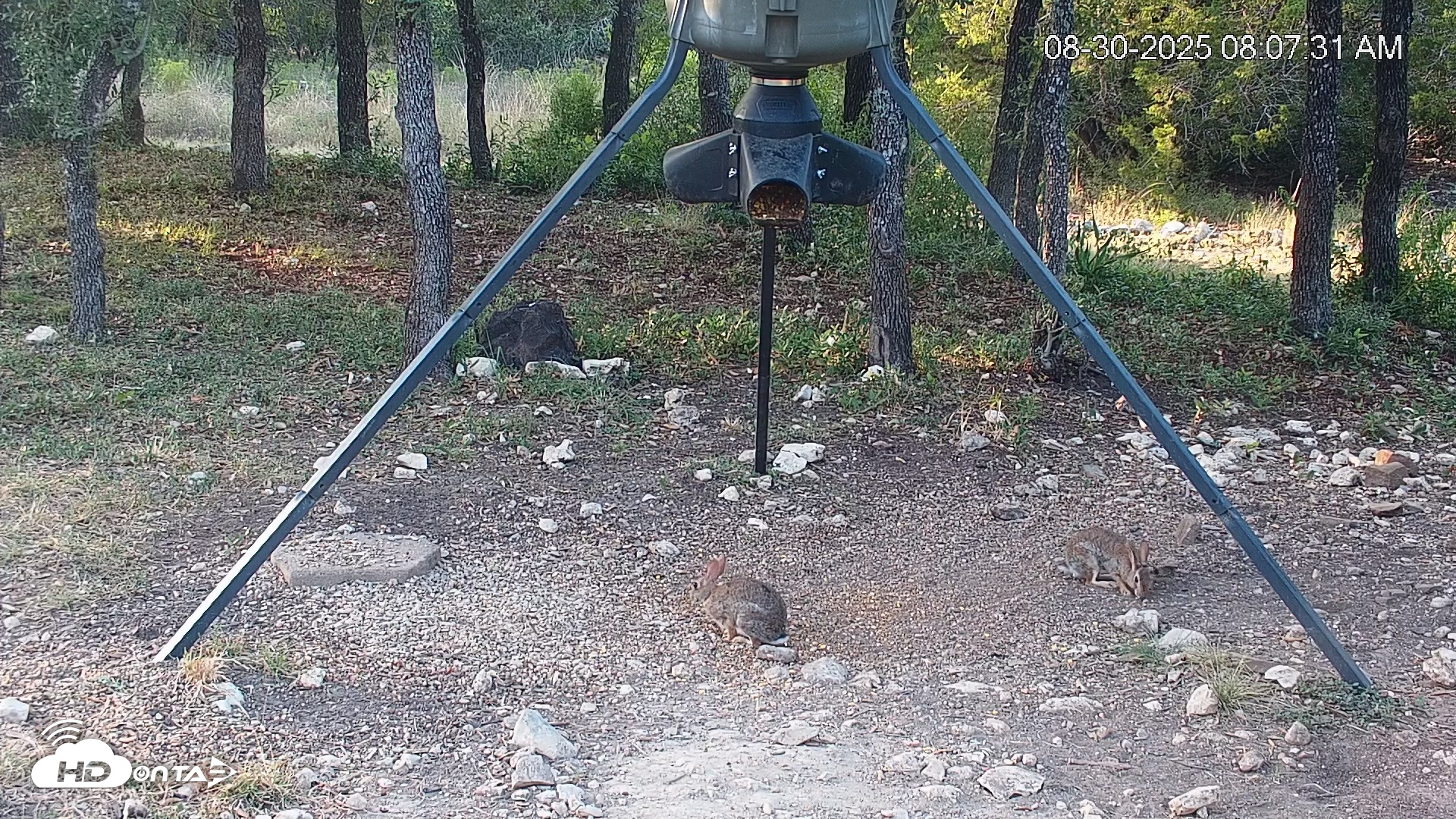 Snapshot of Texas Deer Feeder Live Webcam taken Aug 30, 2025, 8:08am CDT