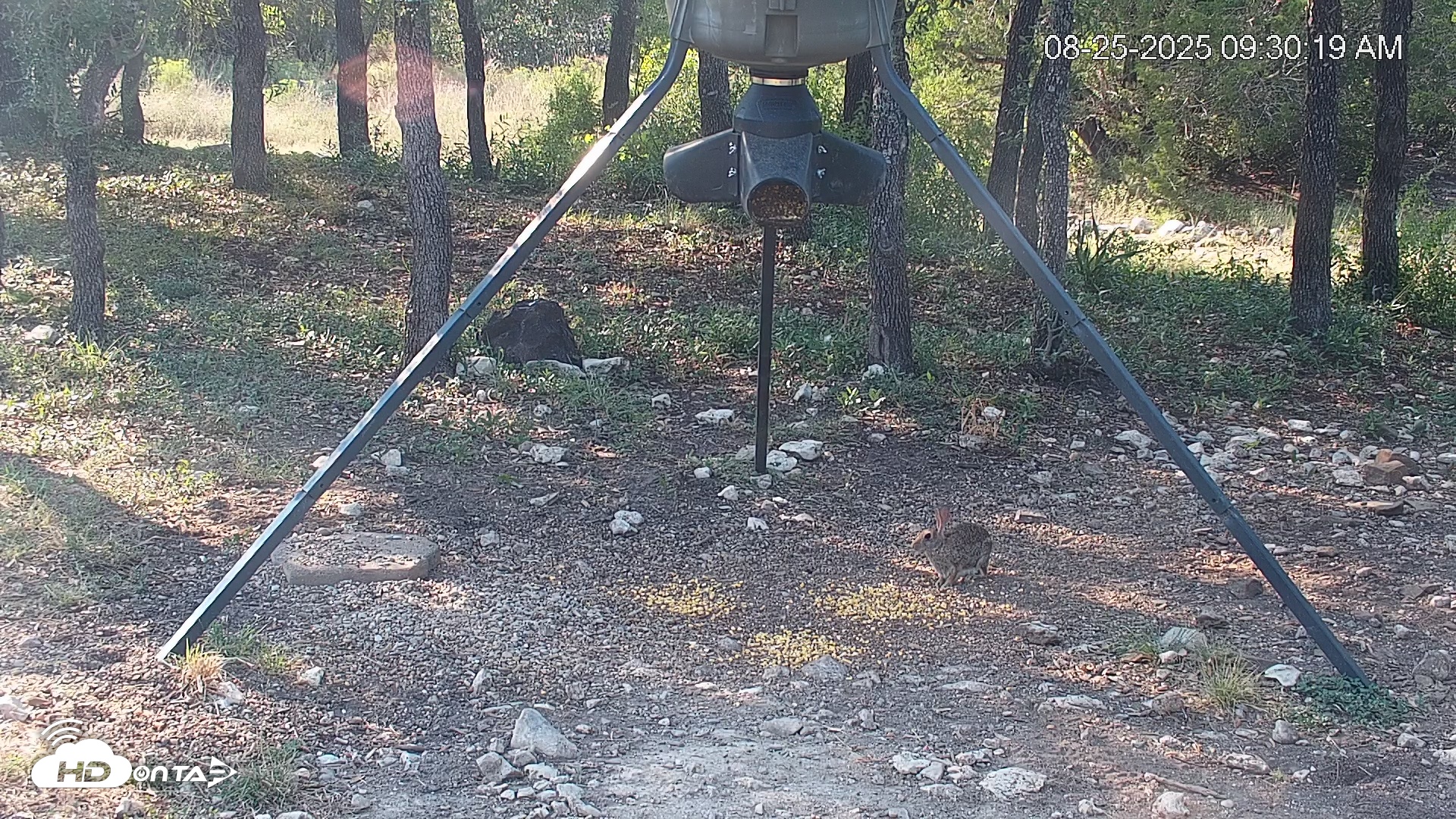 Snapshot of Texas Deer Feeder Live Webcam taken Aug 25, 2025, 9:31am CDT