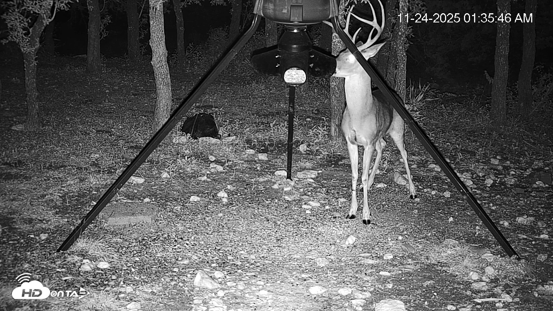 Snapshot of Texas Deer Feeder Live Webcam taken Nov 24, 2025, 1:36am CST