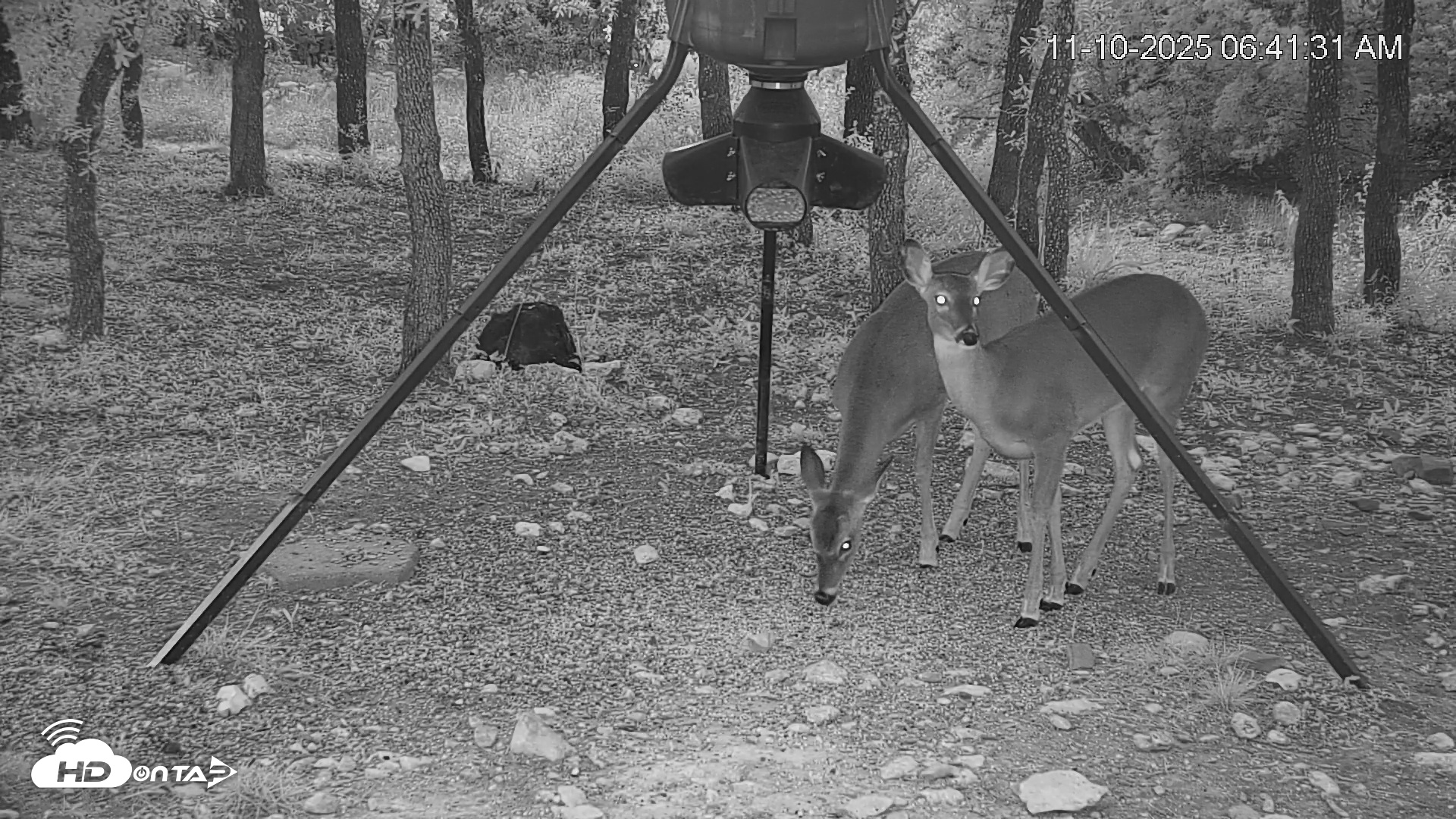 Snapshot of Texas Deer Feeder Live Webcam taken Nov 10, 2025, 6:43am CST