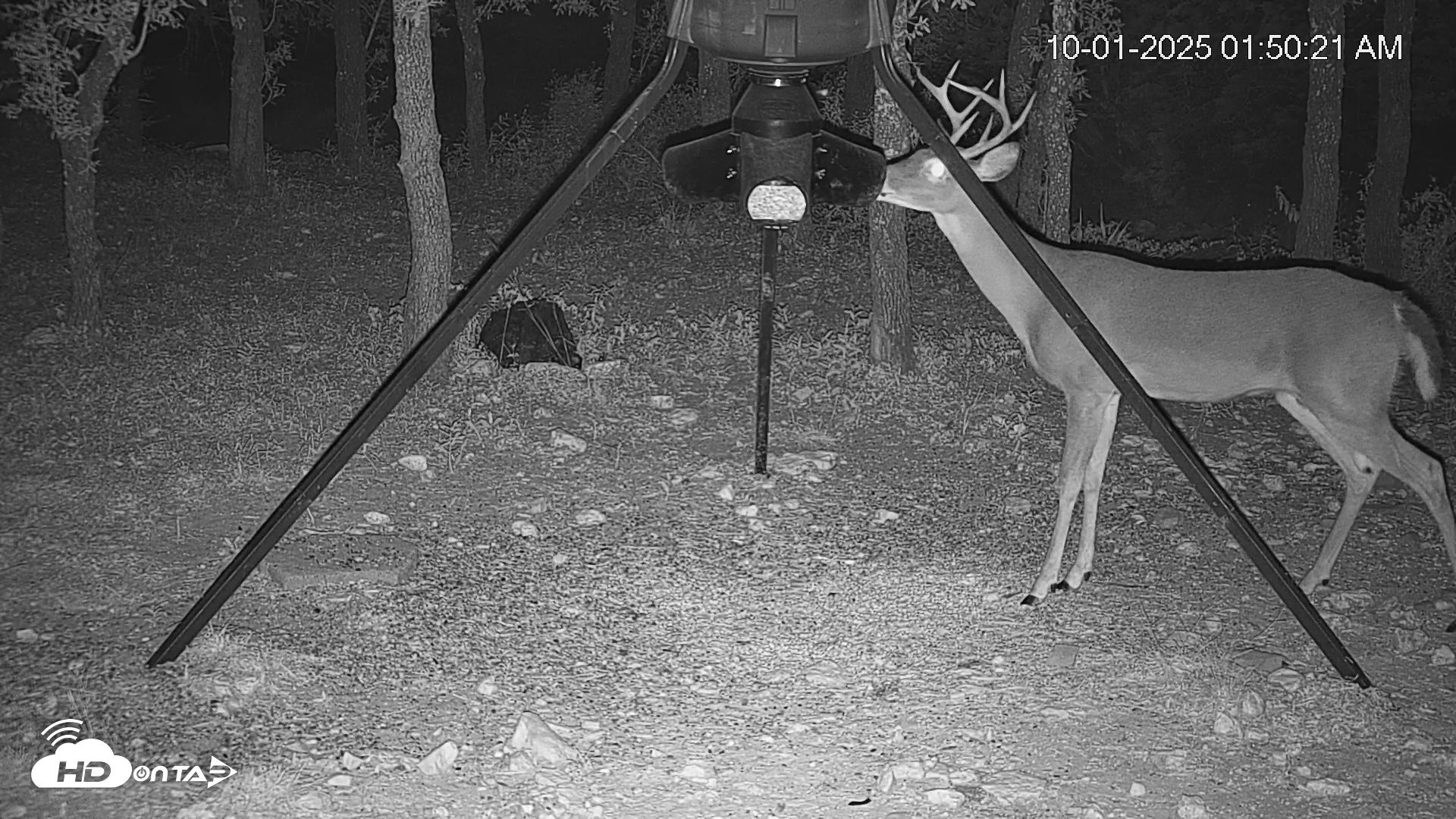 Snapshot of Texas Deer Feeder Live Webcam taken Oct 1, 2025, 1:51am CDT