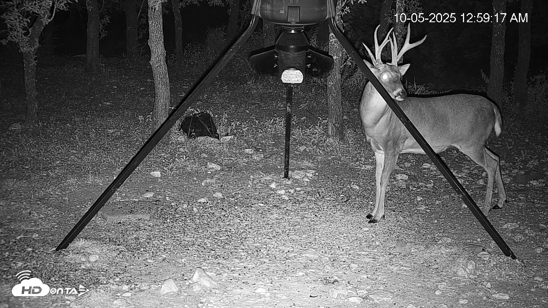 Snapshot of Texas Deer Feeder Live Webcam taken Oct 5, 2025, 1:00am CDT
