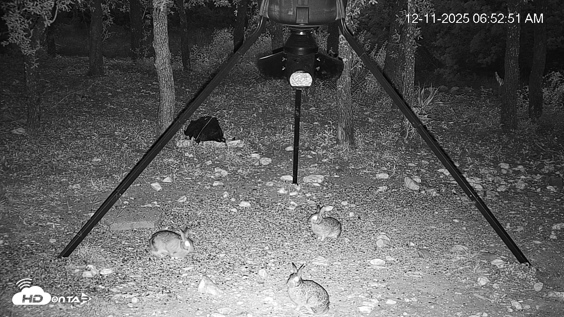 Snapshot of Texas Deer Feeder Live Webcam taken Dec 11, 2025, 6:53am CST