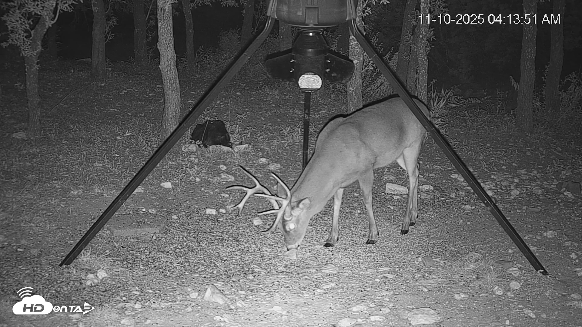 Snapshot of Texas Deer Feeder Live Webcam taken Nov 10, 2025, 4:14am CST