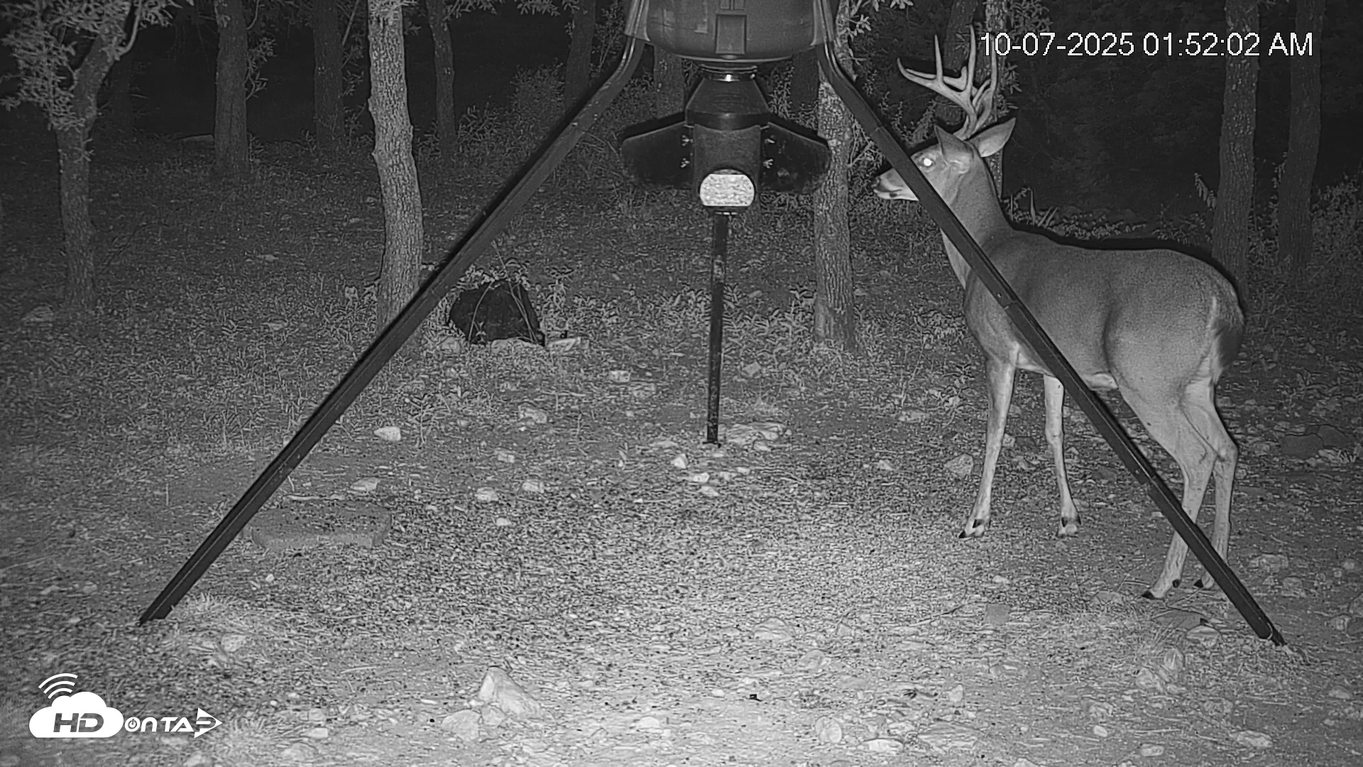 Snapshot of Texas Deer Feeder Live Webcam taken Oct 7, 2025, 1:52am CDT