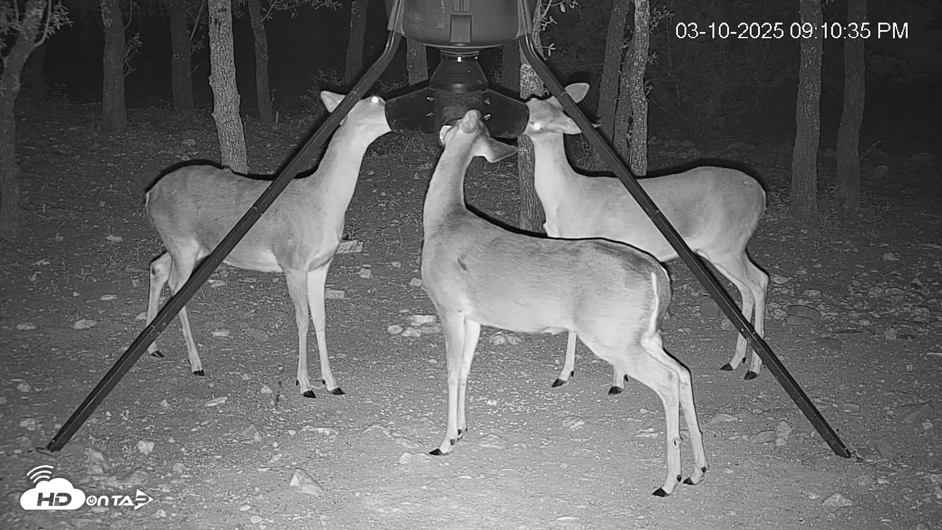 Snapshot of Texas Deer Feeder Live Webcam taken Mar 10, 2025, 9:11pm CDT