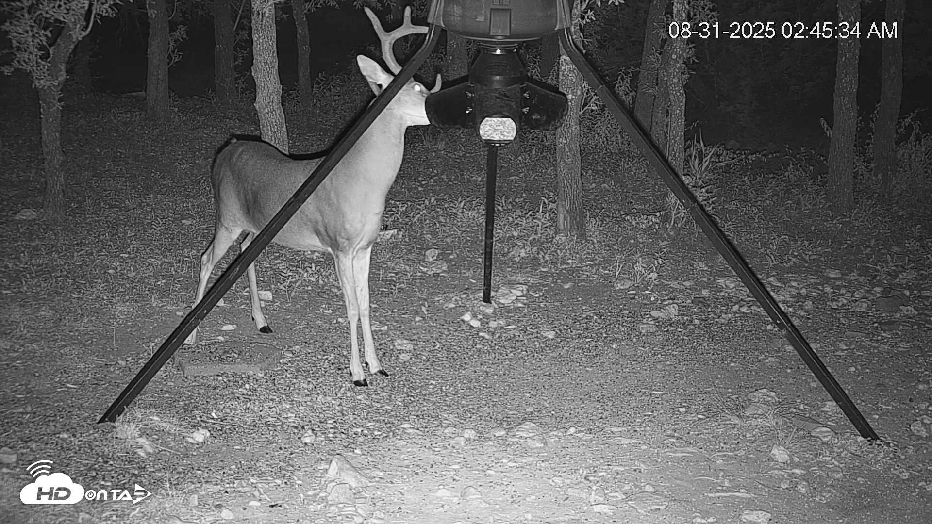 Snapshot of Texas Deer Feeder Live Webcam taken Aug 31, 2025, 2:46am CDT