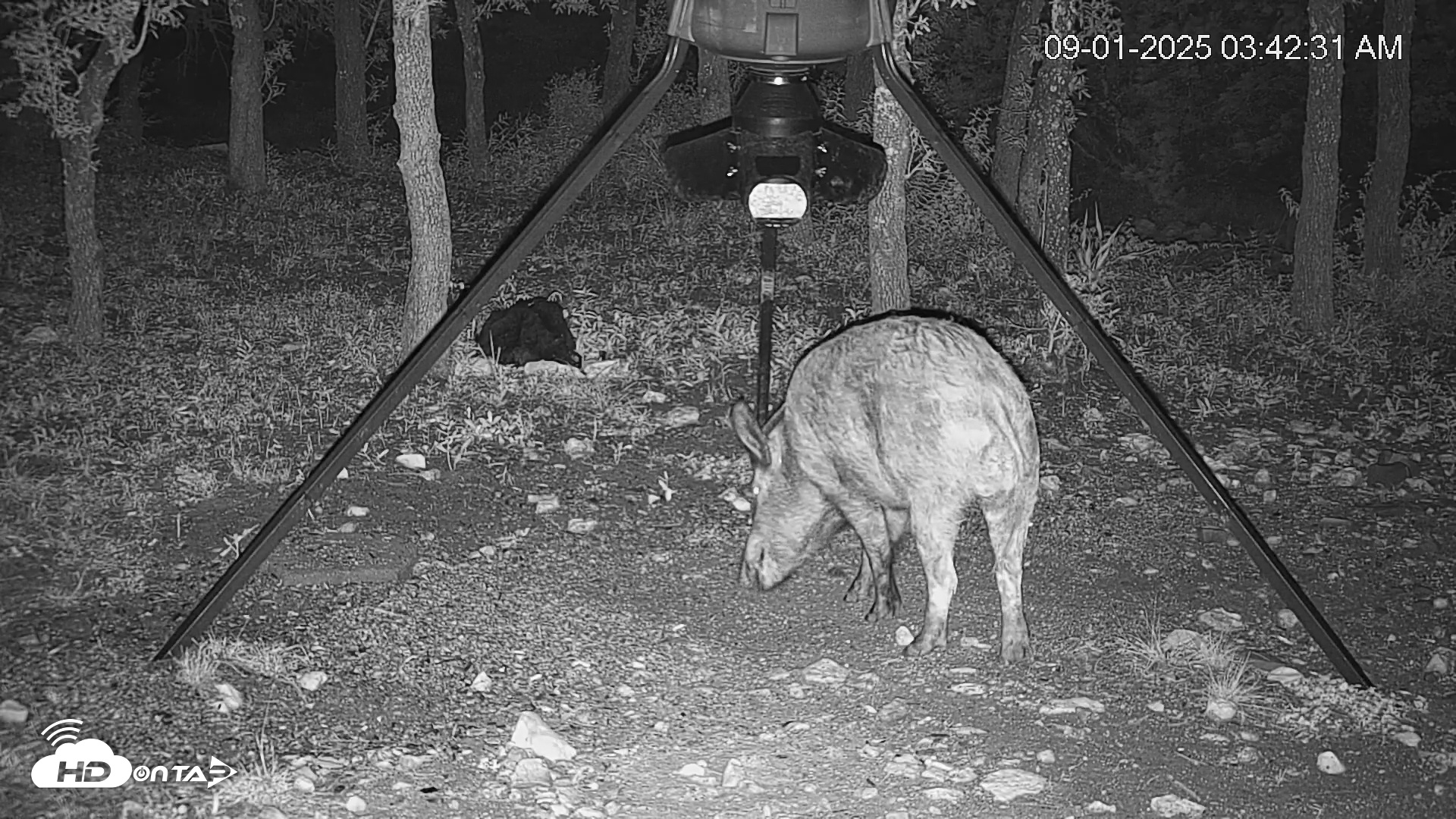Snapshot of Texas Deer Feeder Live Webcam taken Sep 1, 2025, 3:43am CDT