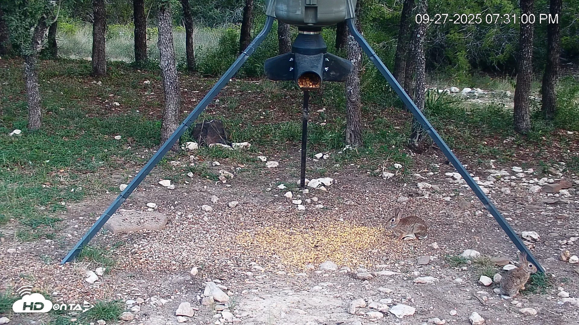 Snapshot of Texas Deer Feeder Live Webcam taken Sep 27, 2025, 7:31pm CDT