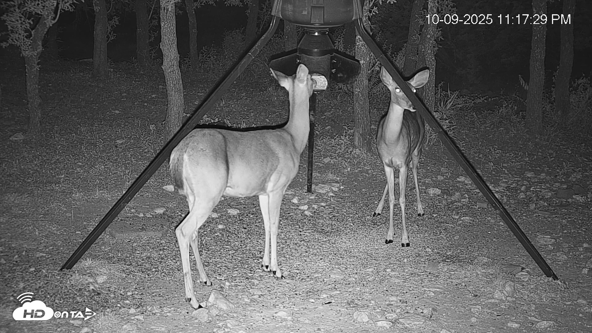 Snapshot of Texas Deer Feeder Live Webcam taken Oct 9, 2025, 11:18pm CDT