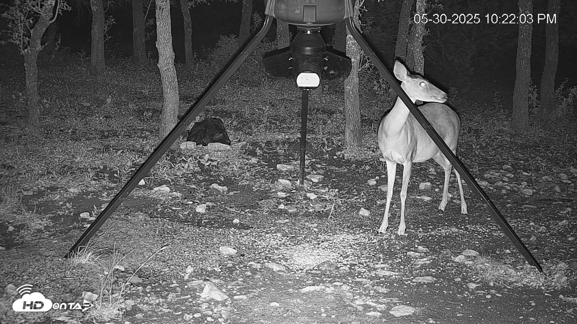 Snapshot of Texas Deer Feeder Live Webcam taken May 30, 2025, 10:22pm CDT