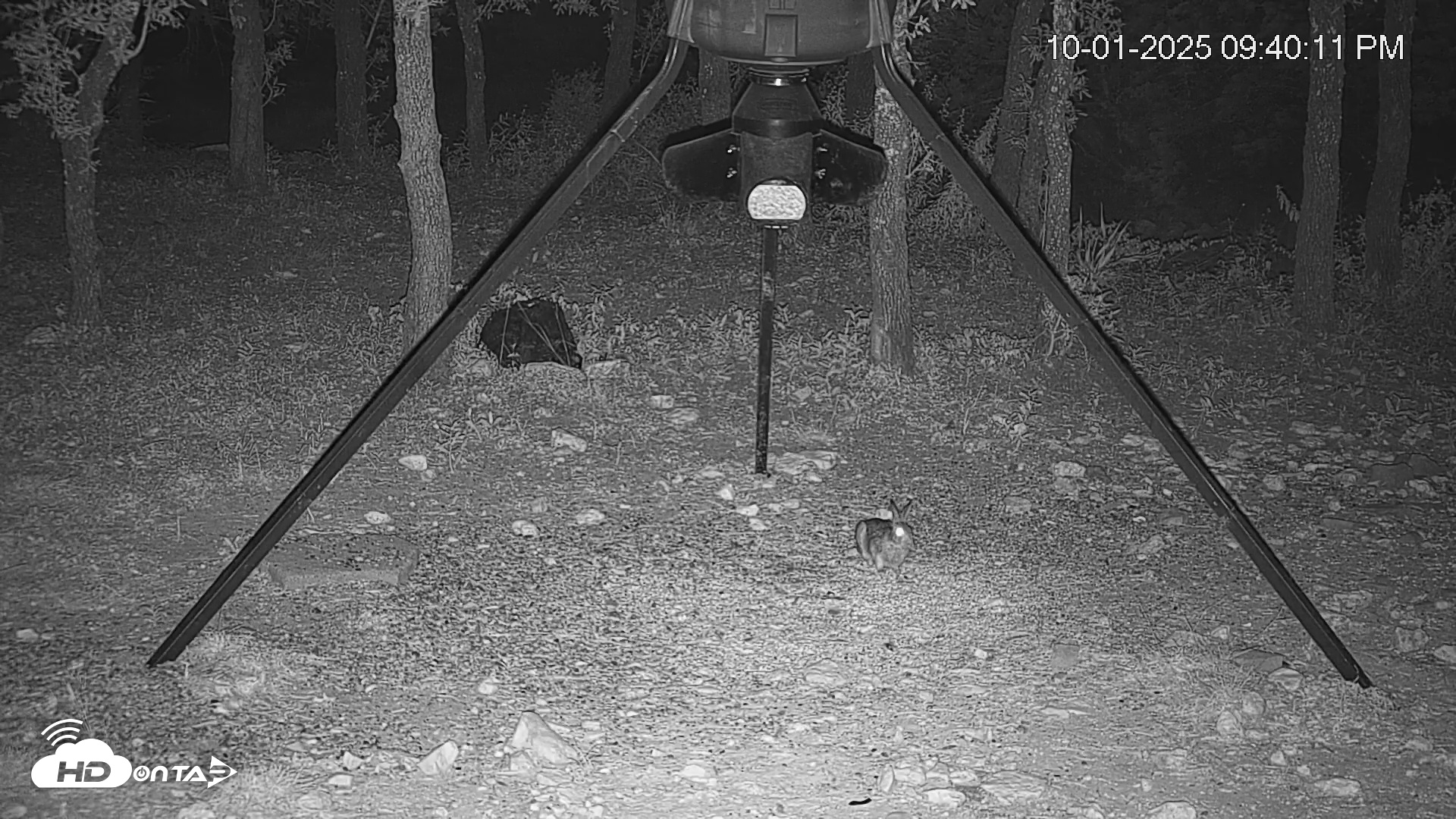 Snapshot of Texas Deer Feeder Live Webcam taken Oct 1, 2025, 9:40pm CDT