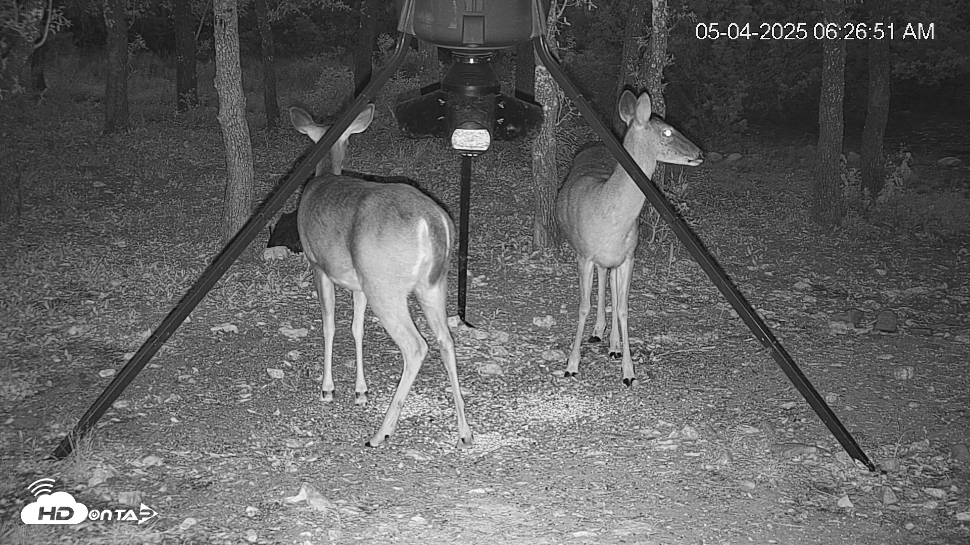Snapshot of Texas Deer Feeder Live Webcam taken May 4, 2025, 6:27am CDT