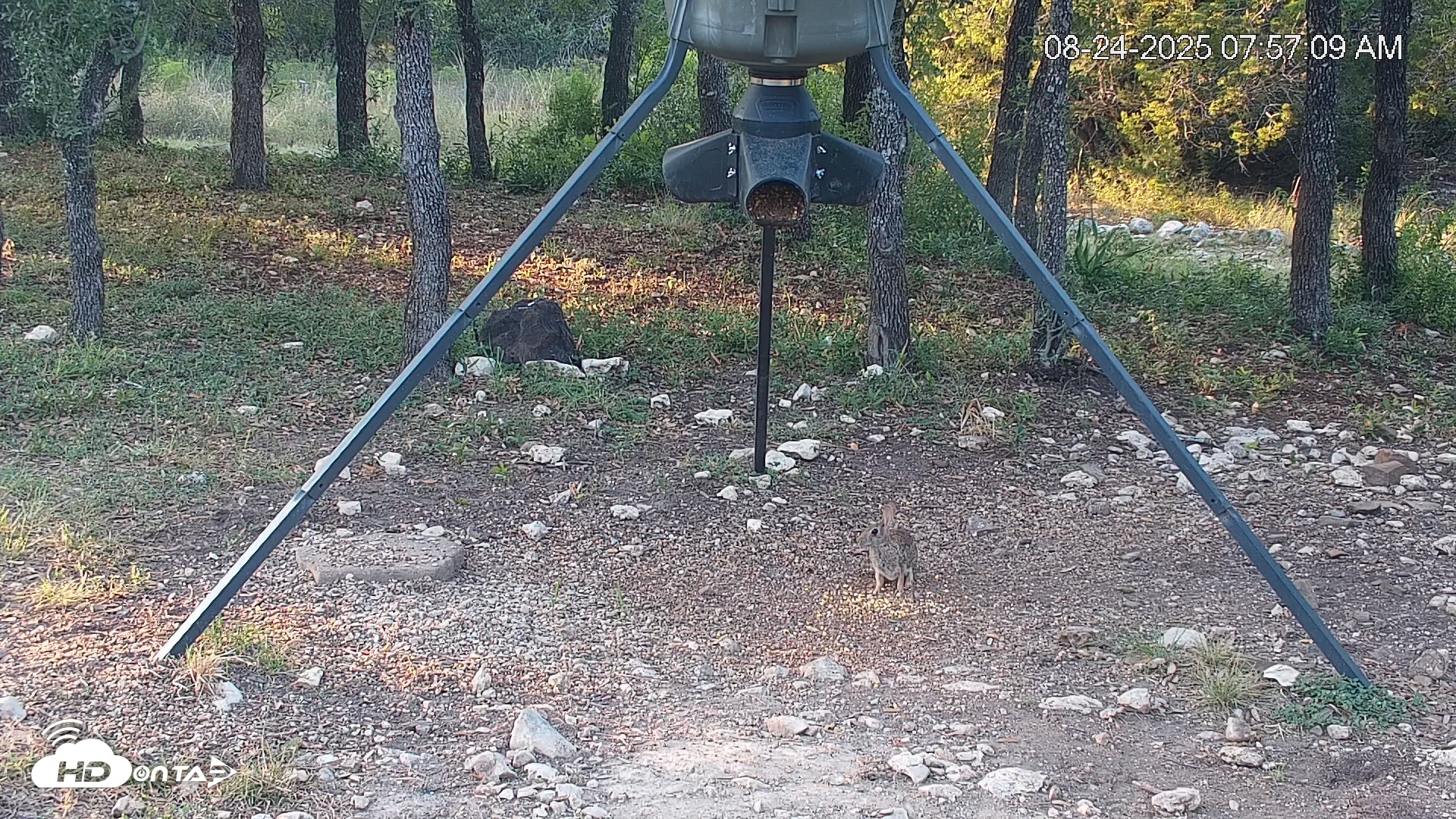 Snapshot of Texas Deer Feeder Live Webcam taken Aug 24, 2025, 7:58am CDT