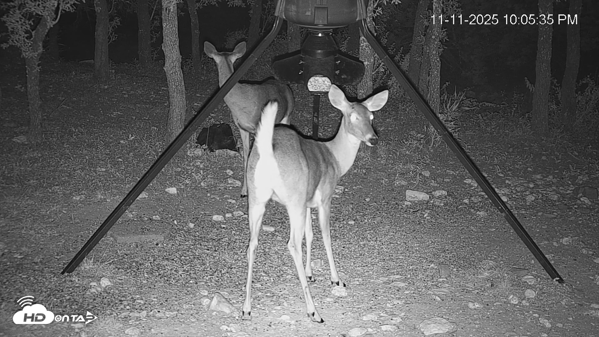 Snapshot of Texas Deer Feeder Live Webcam taken Nov 11, 2025, 10:06pm CST