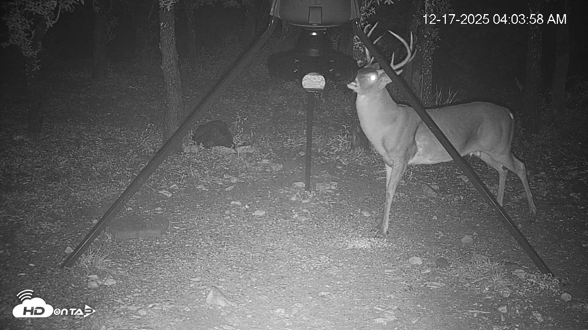 Snapshot of Texas Deer Feeder Live Webcam taken Dec 17, 2025, 4:04am CST