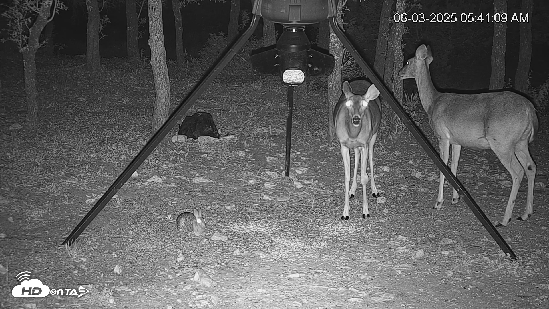 Snapshot of Texas Deer Feeder Live Webcam taken Jun 3, 2025, 5:43am CDT