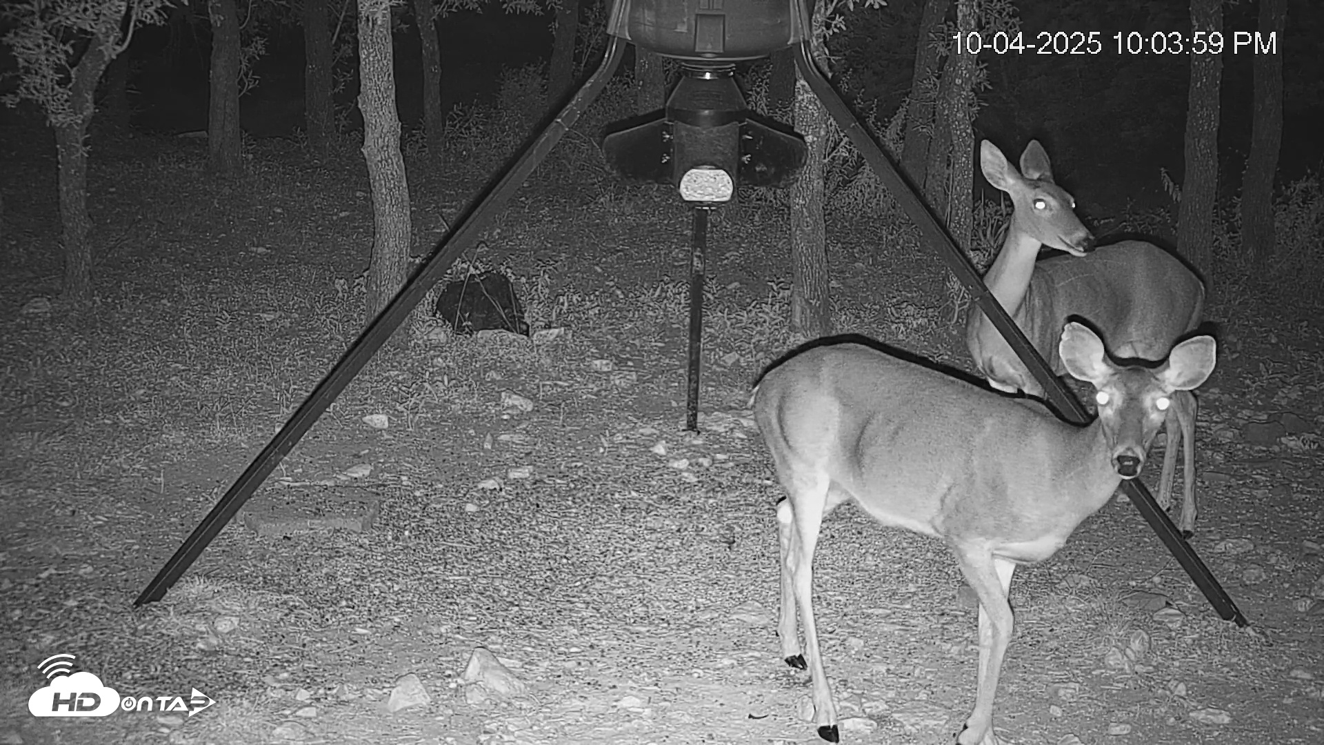 Snapshot of Texas Deer Feeder Live Webcam taken Oct 4, 2025, 10:04pm CDT