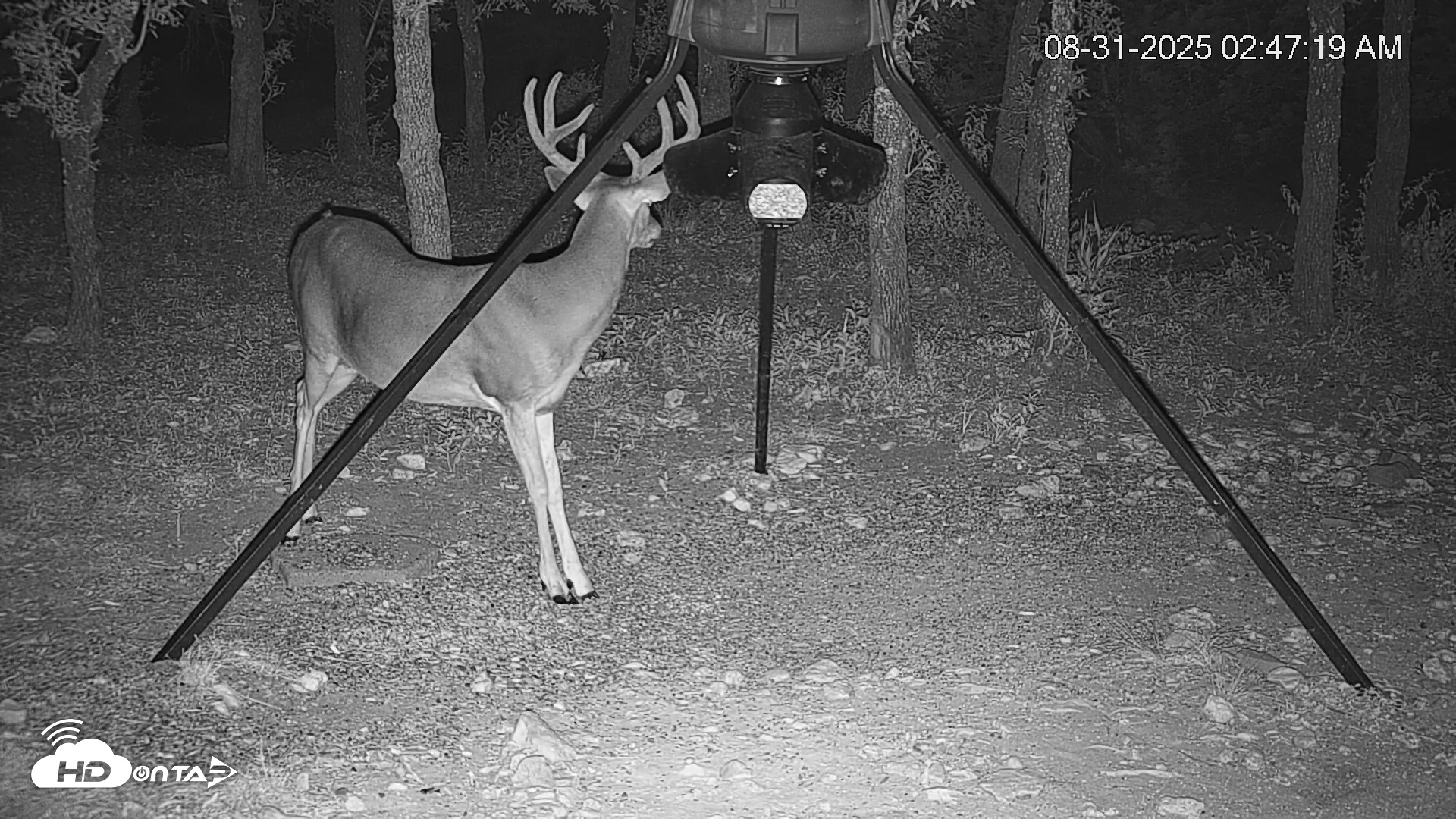 Snapshot of Texas Deer Feeder Live Webcam taken Aug 31, 2025, 2:47am CDT