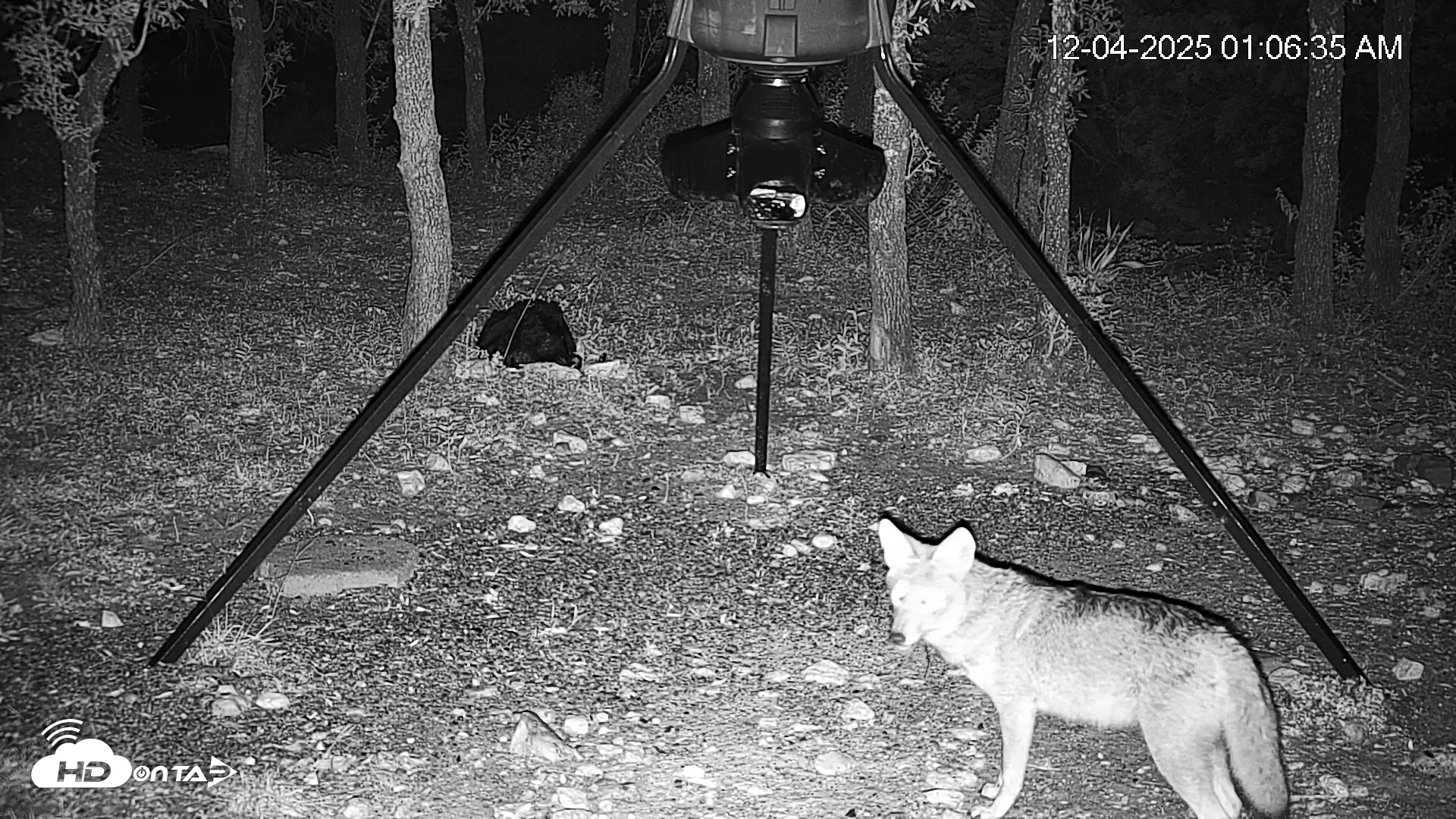 Snapshot of Texas Deer Feeder Live Webcam taken Dec 4, 2025, 1:07am CST