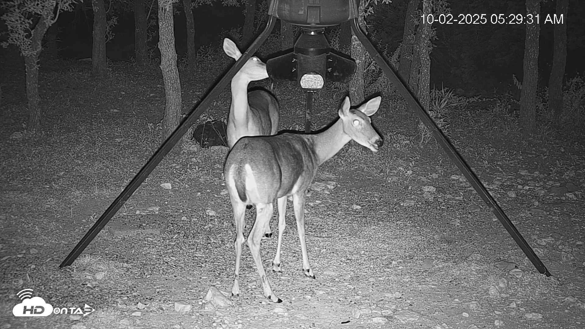 Snapshot of Texas Deer Feeder Live Webcam taken Oct 2, 2025, 5:30am CDT