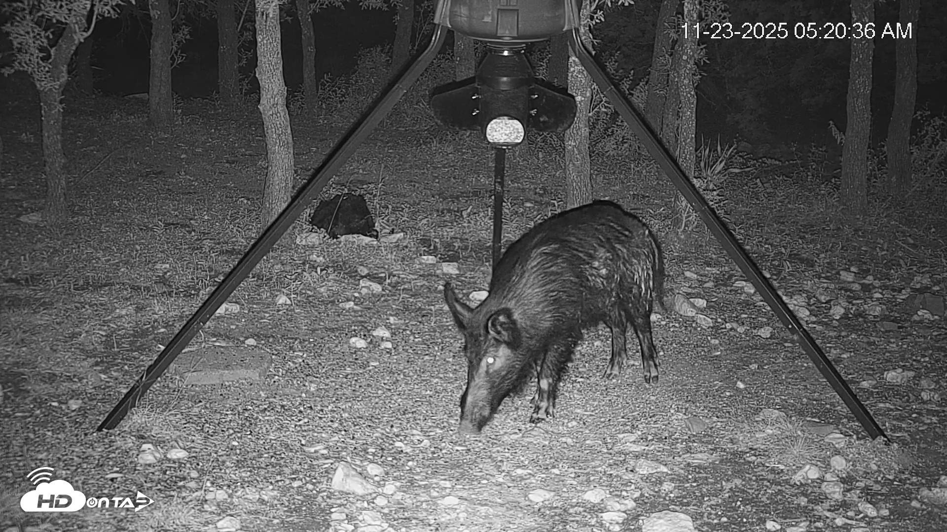 Snapshot of Texas Deer Feeder Live Webcam taken Nov 23, 2025, 5:21am CST