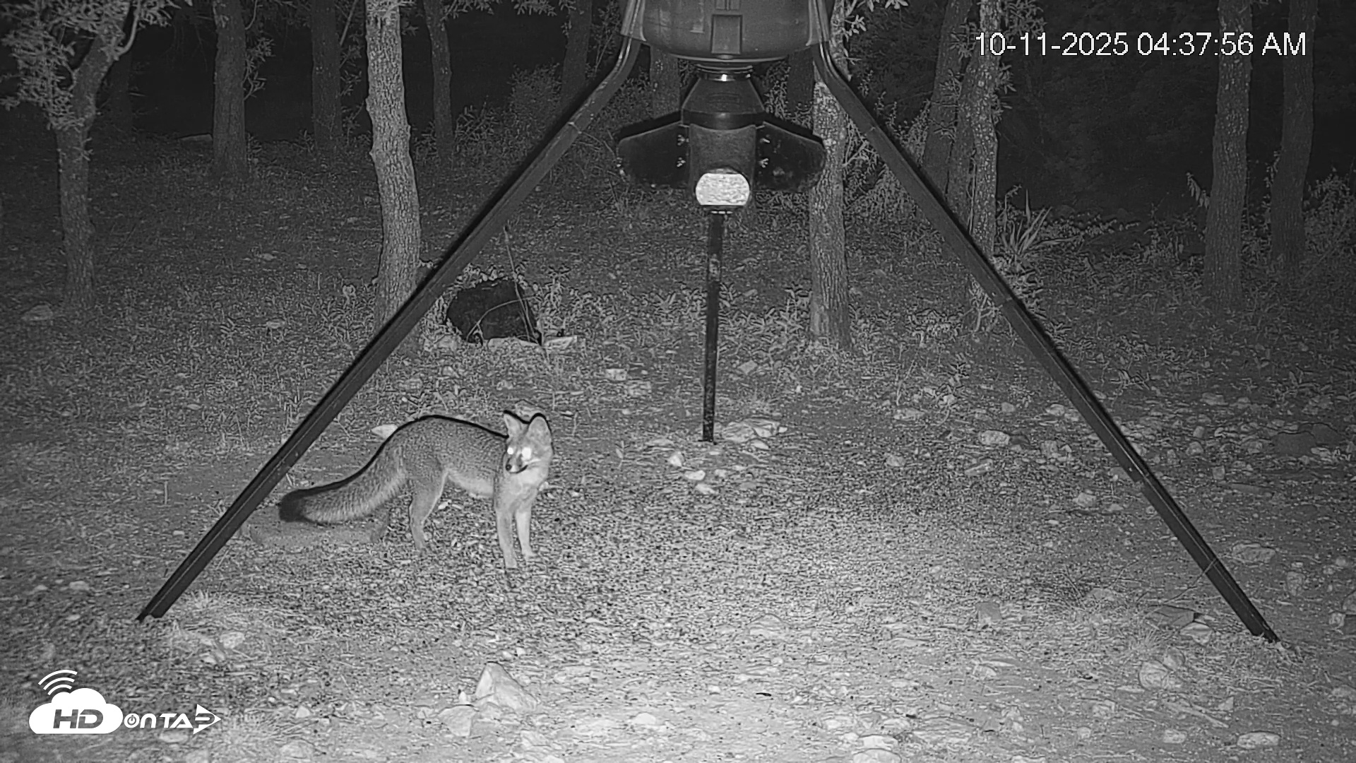Snapshot of Texas Deer Feeder Live Webcam taken Oct 11, 2025, 4:38am CDT