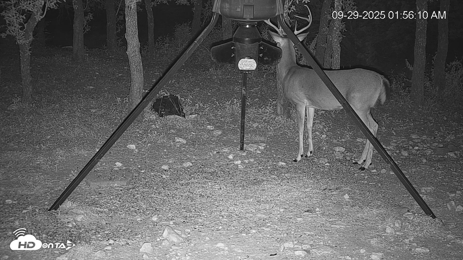 Snapshot of Texas Deer Feeder Live Webcam taken Sep 29, 2025, 1:56am CDT