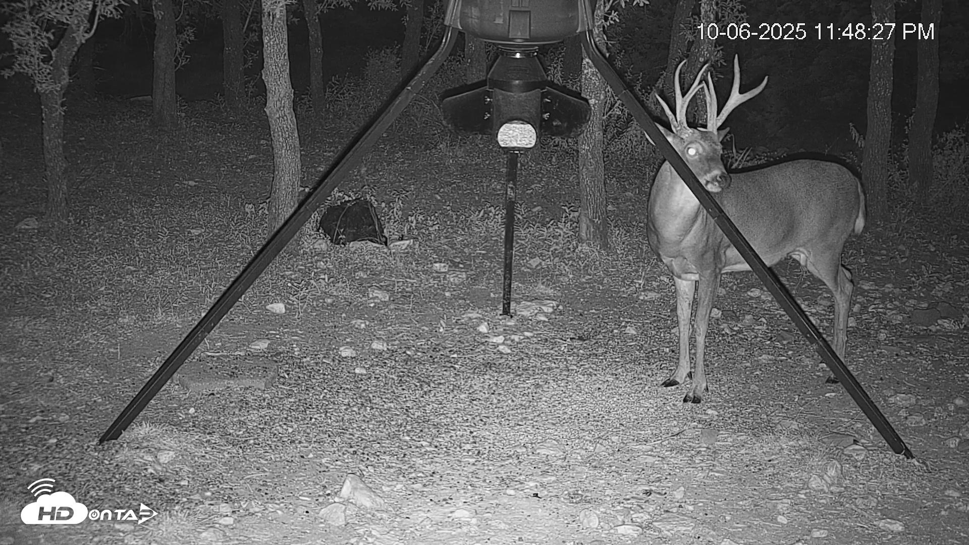Snapshot of Texas Deer Feeder Live Webcam taken Oct 6, 2025, 11:49pm CDT